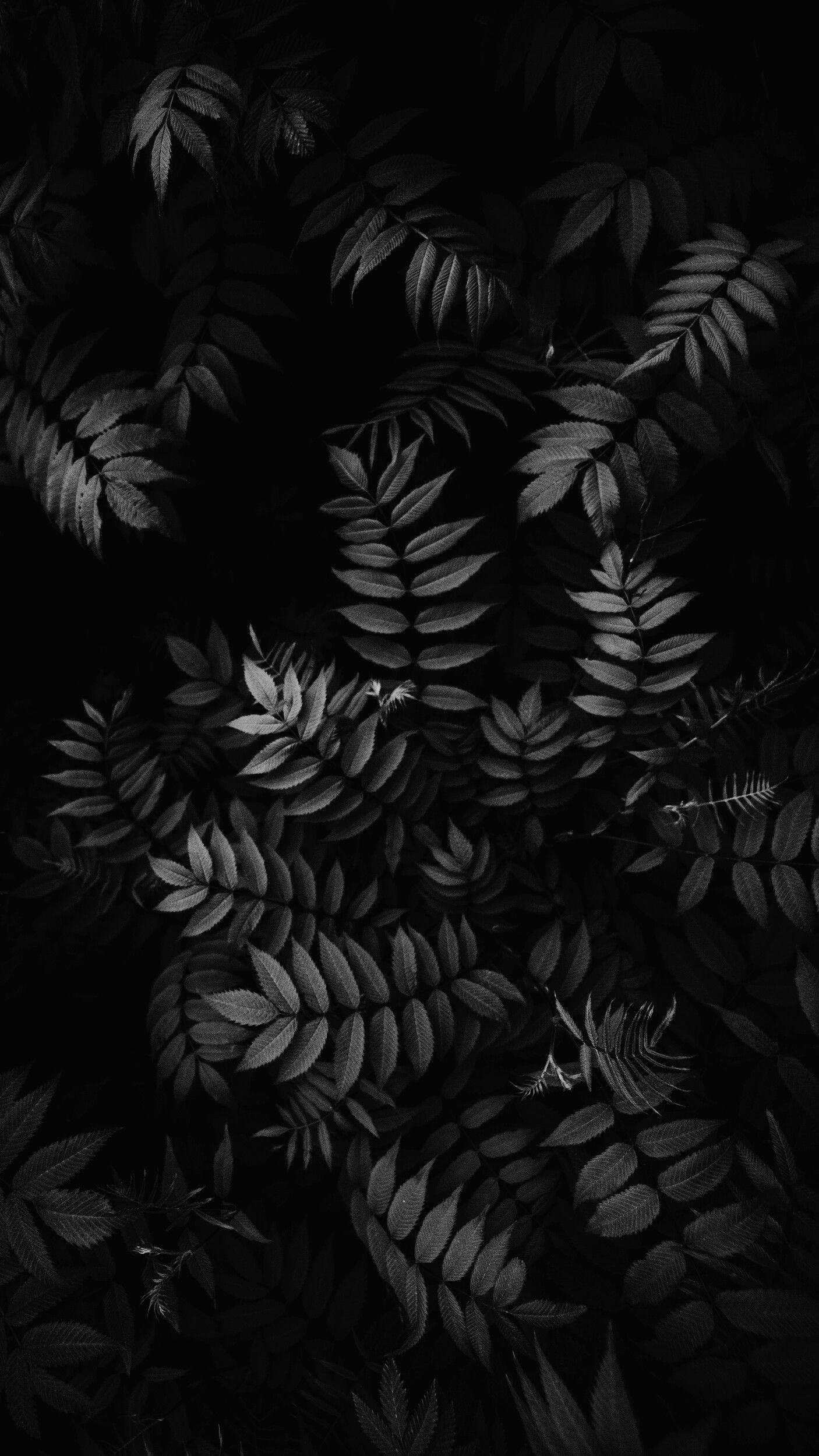 High Quality Black And White Leaf Wallpaper For Free