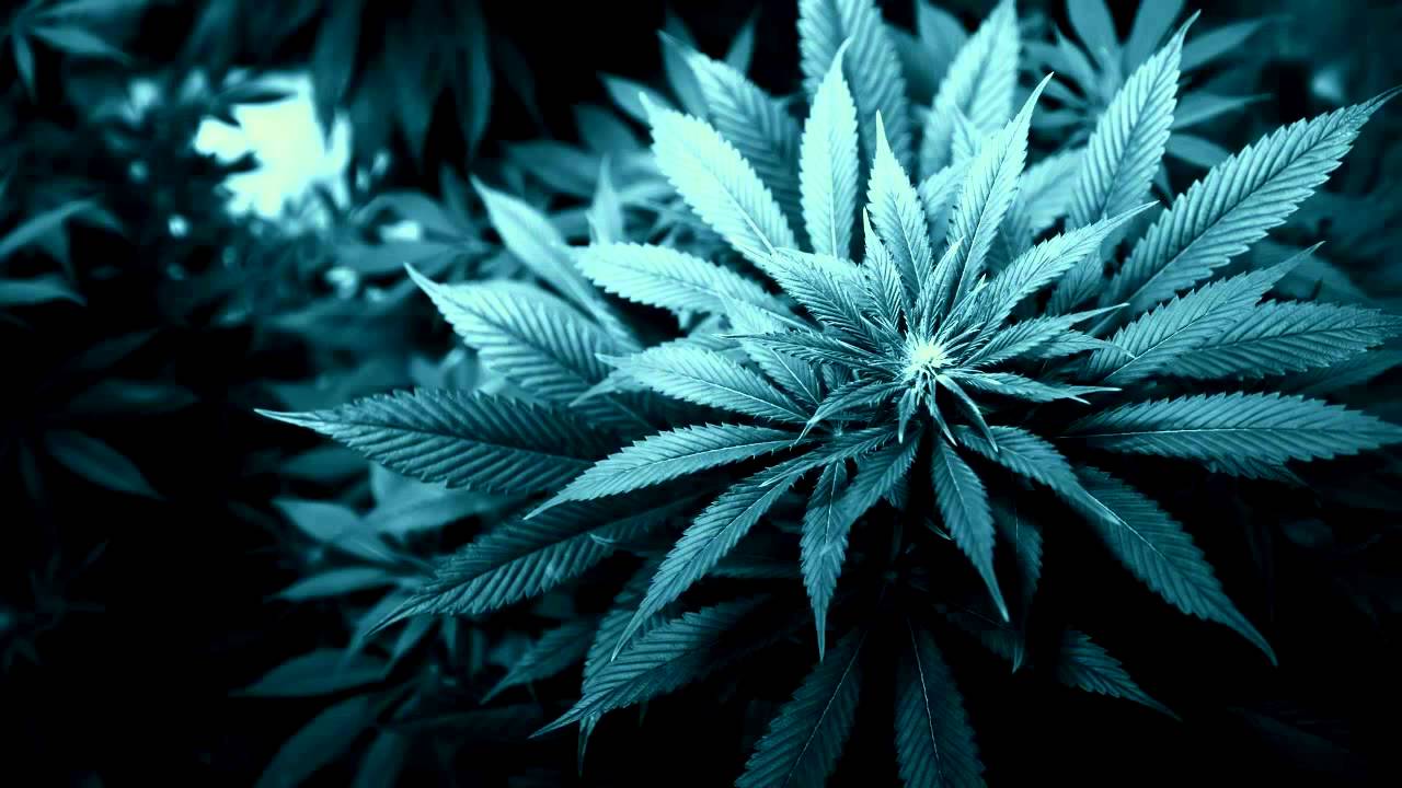 Dreadsquad & V.A. Rules Riddim