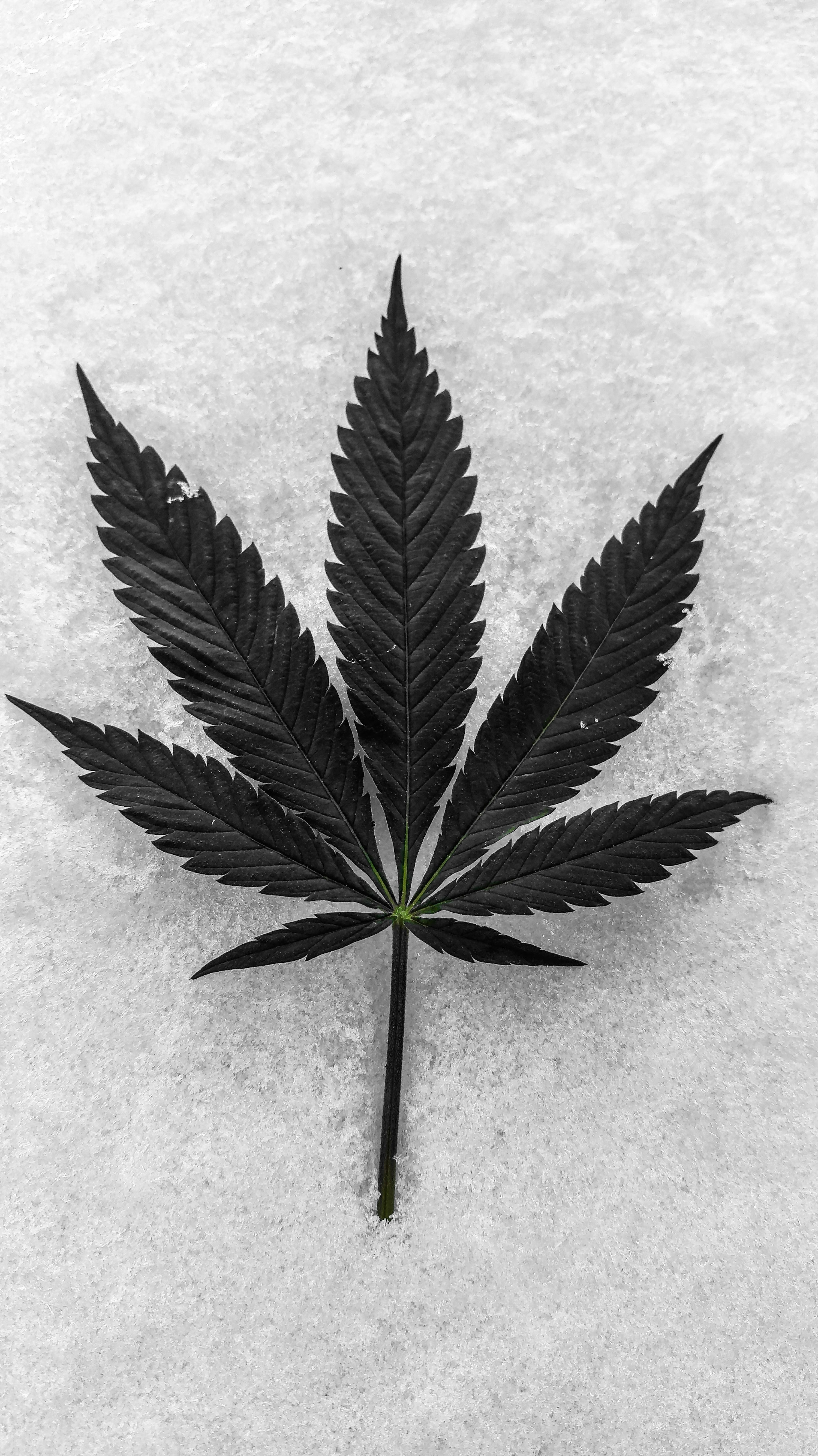 Marijuana Leaf Picture [HD]. Download Free Image