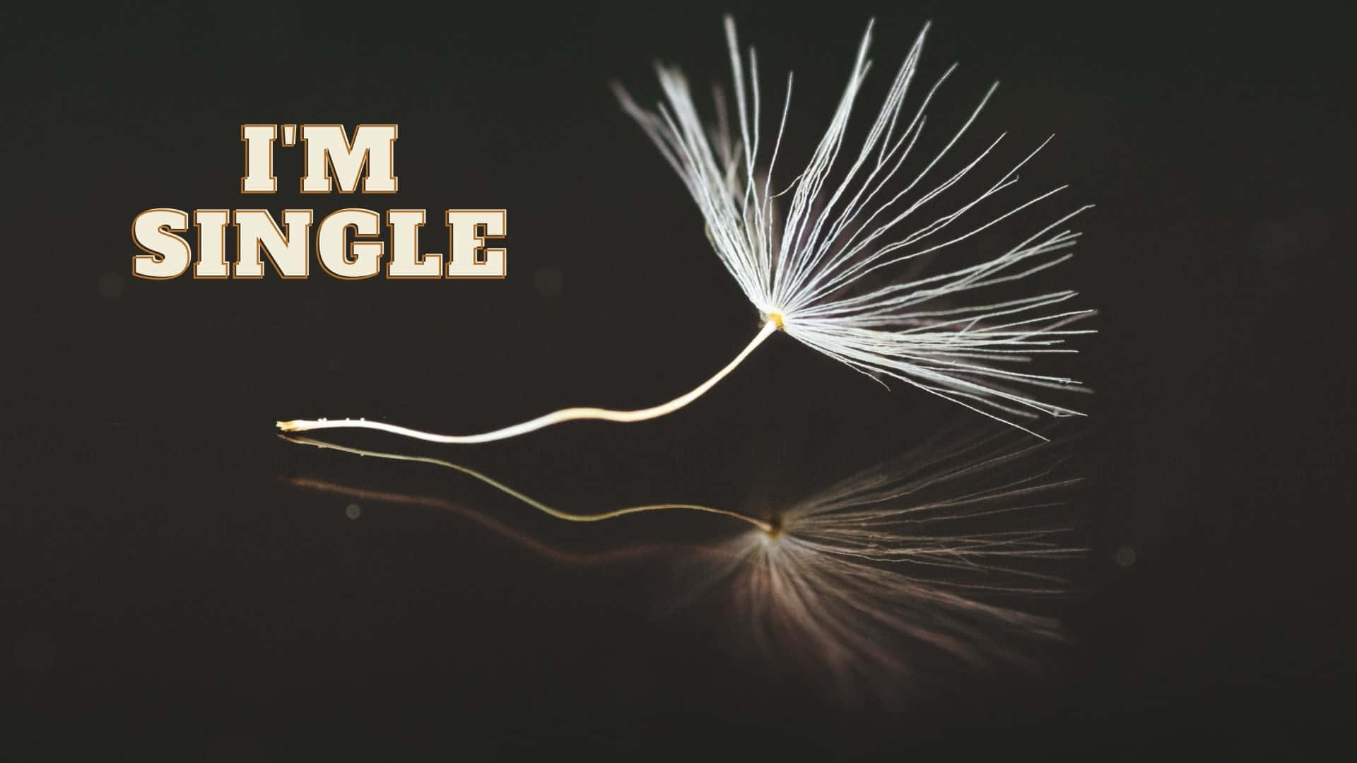 Download A Dandelion With The Words I'm Single