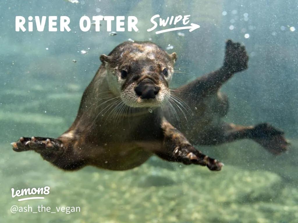 Discovering My Theriotypes: Lynx, Otter, and More!