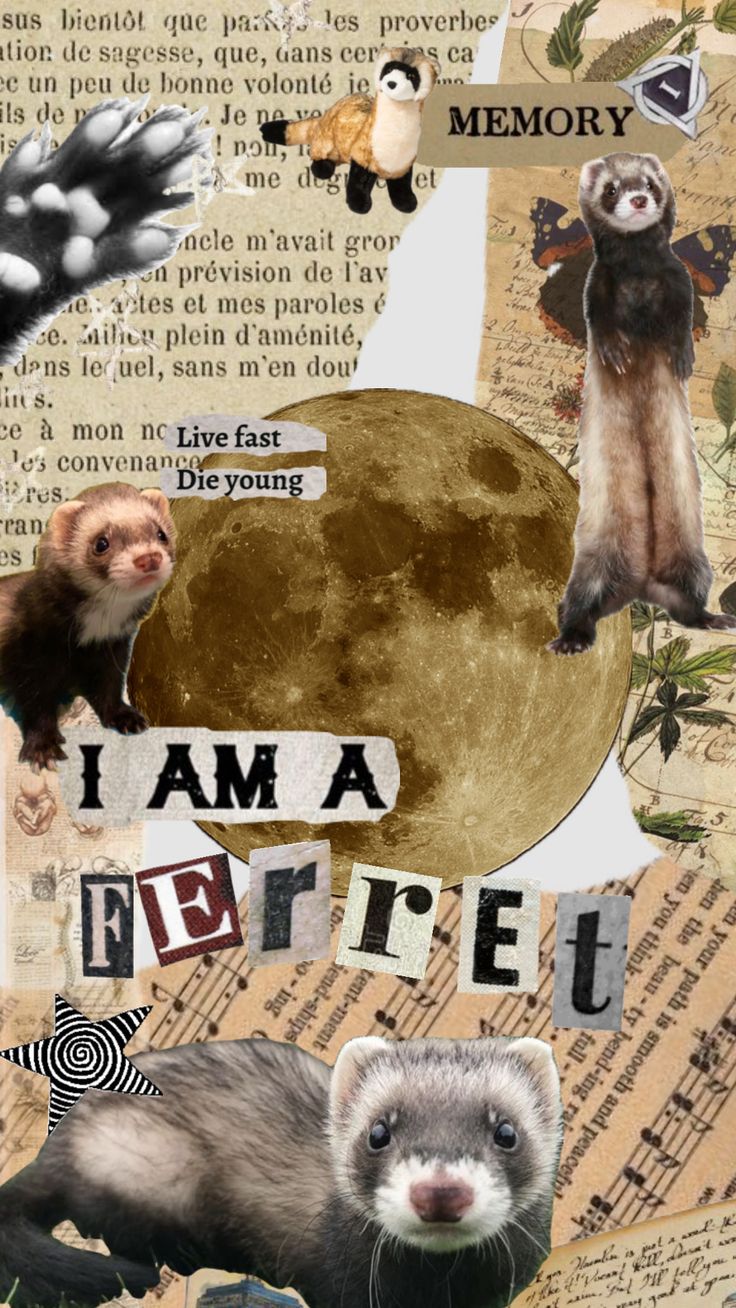 #quotes #wallpaper #vibes #nature #vintage #ferret #ferrettherian #therian #therianthropy #animals fyp#fyp#fyp#fyppppp #viral ferret