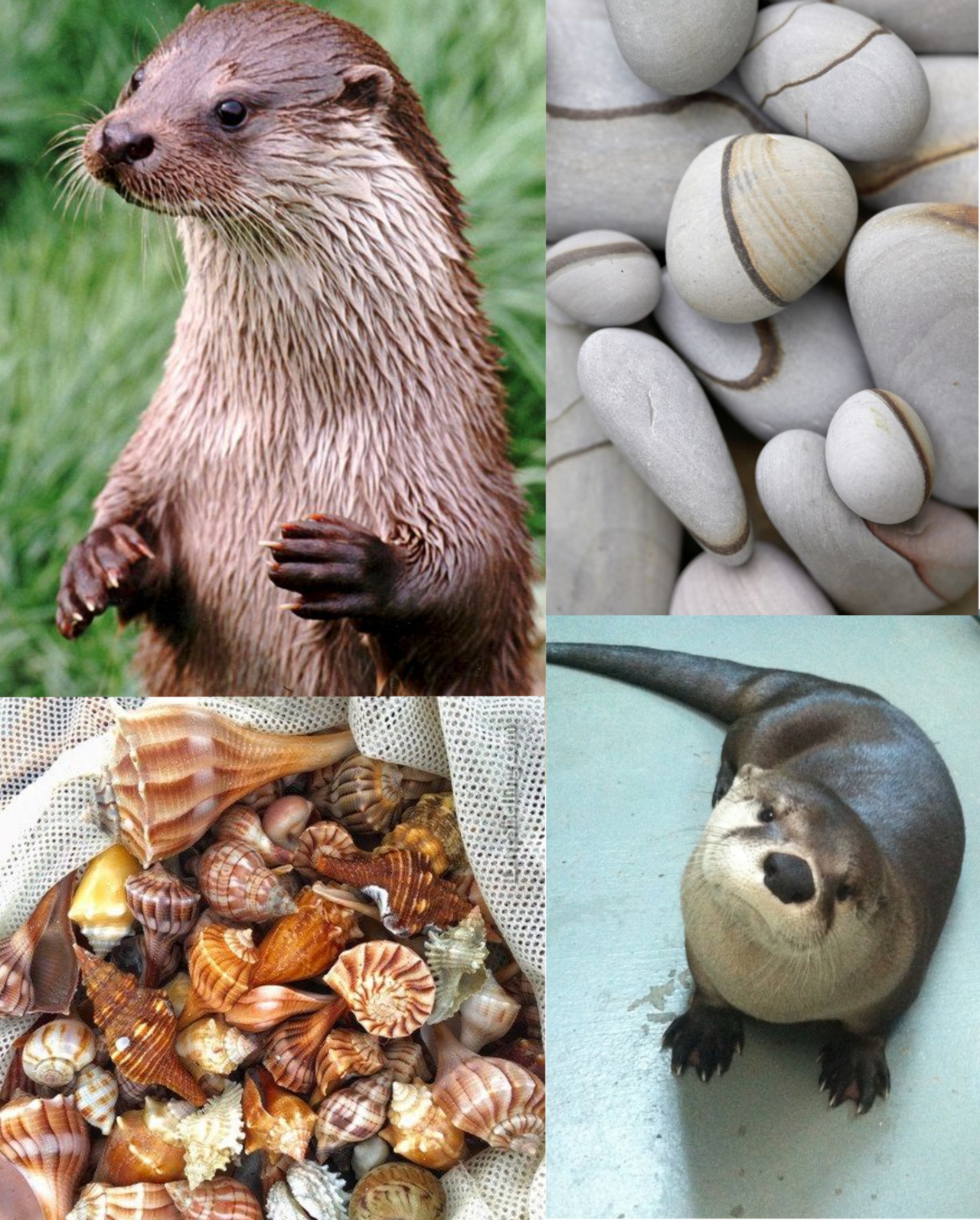 Otter moodboard