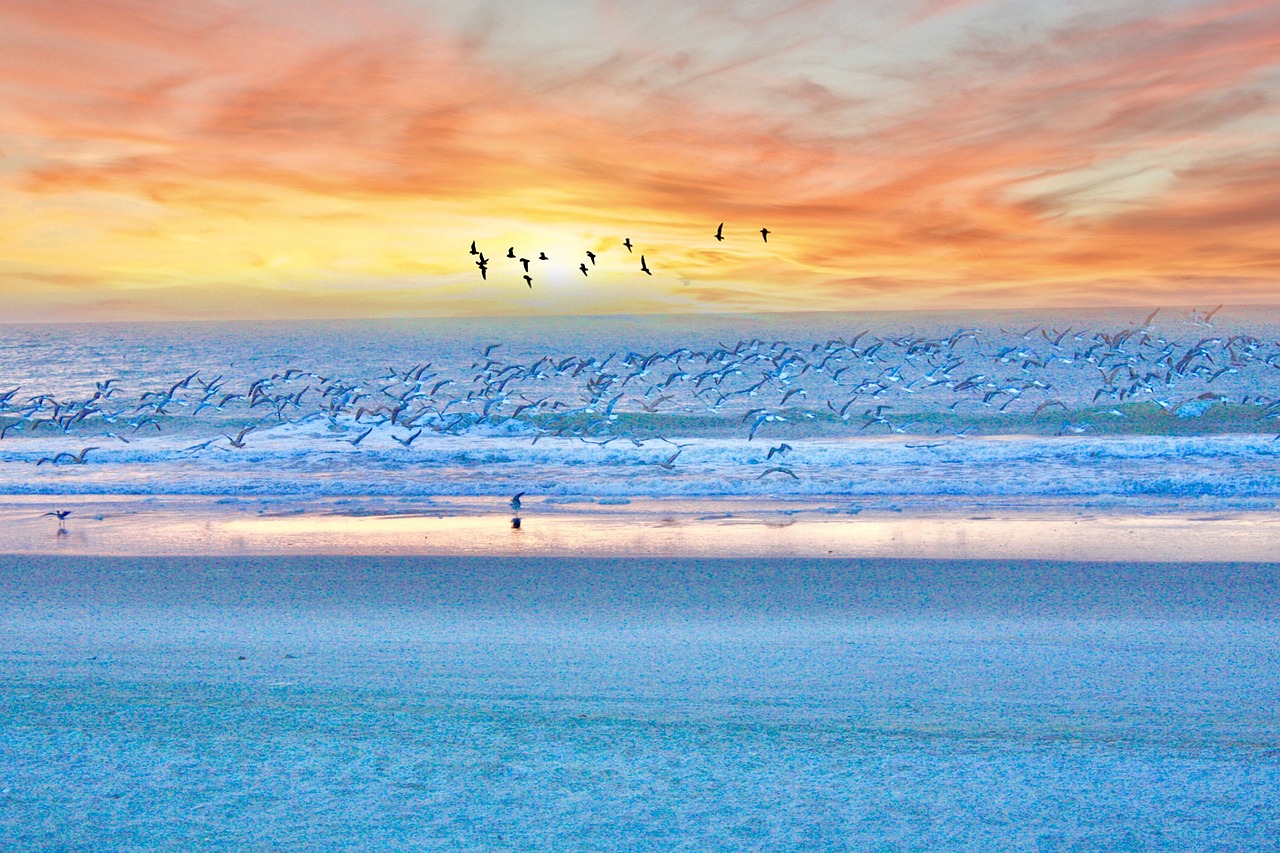 Free Myrtle Beach & Nature Image