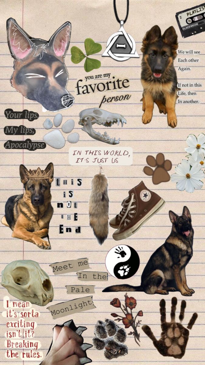 German Shepherd background. Looking for friends, German shepherd, Cute wallpaper