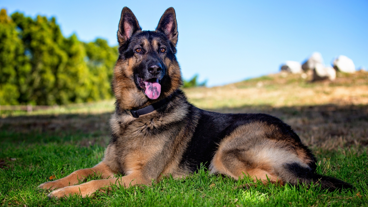 Mean Looking Dog Breeds With Gentle Personalities