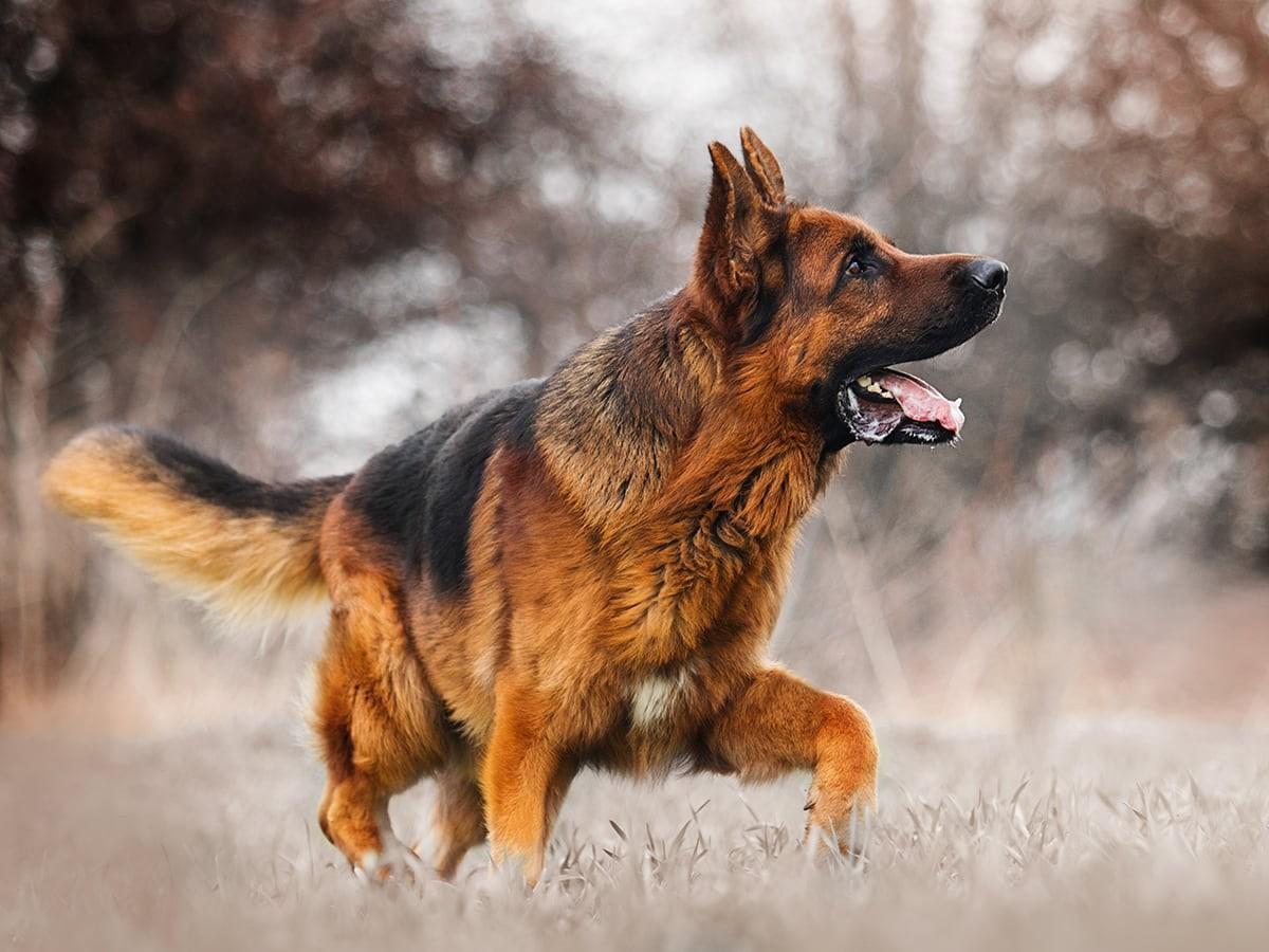 Best German Shepherd Dog Names. Spot Pet Insurance
