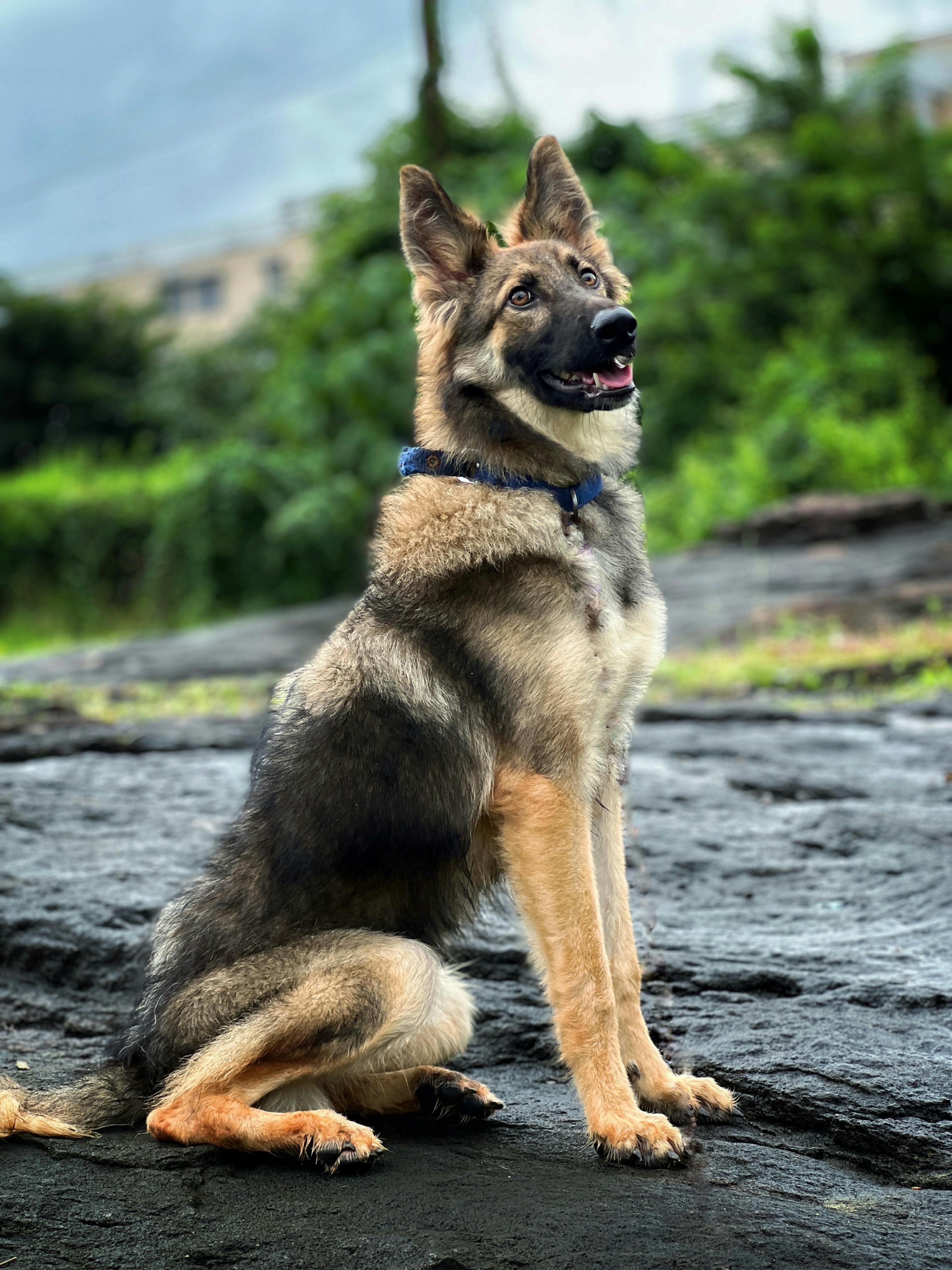 Belgian Shepherd Malinois Dog · Free