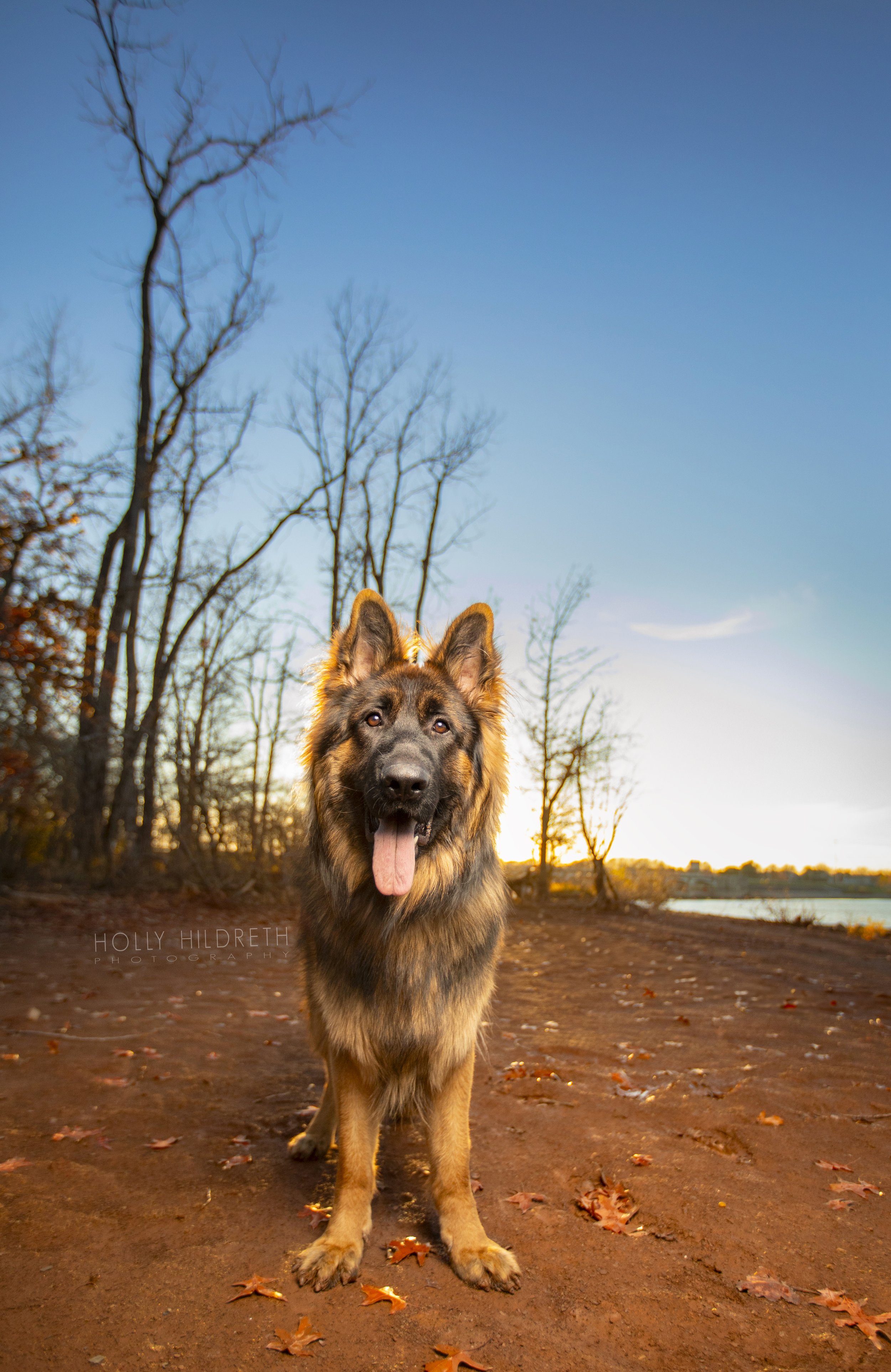 German Shepherd