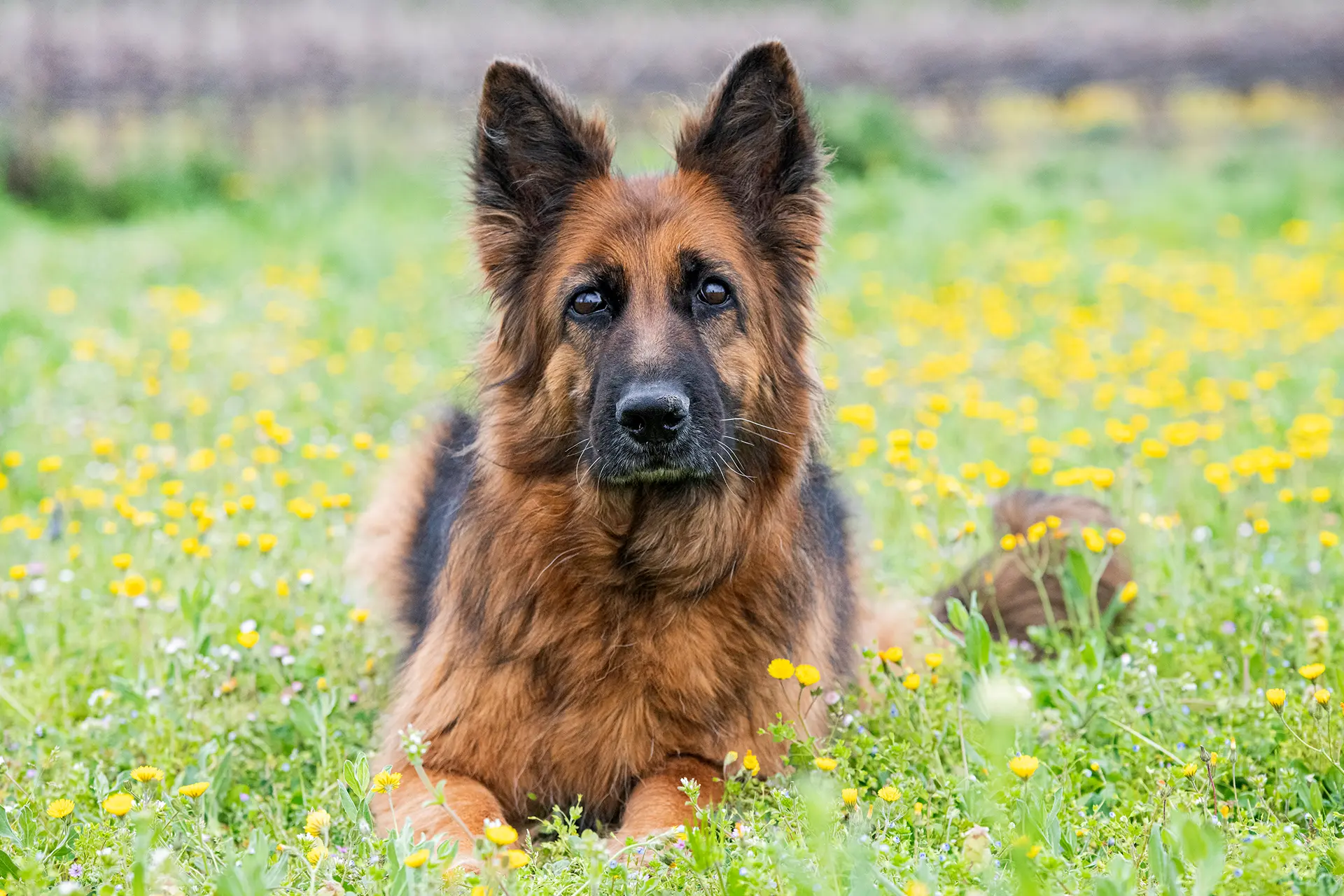 A guide to German Shepherds: characteristics, lifespan, personality and more