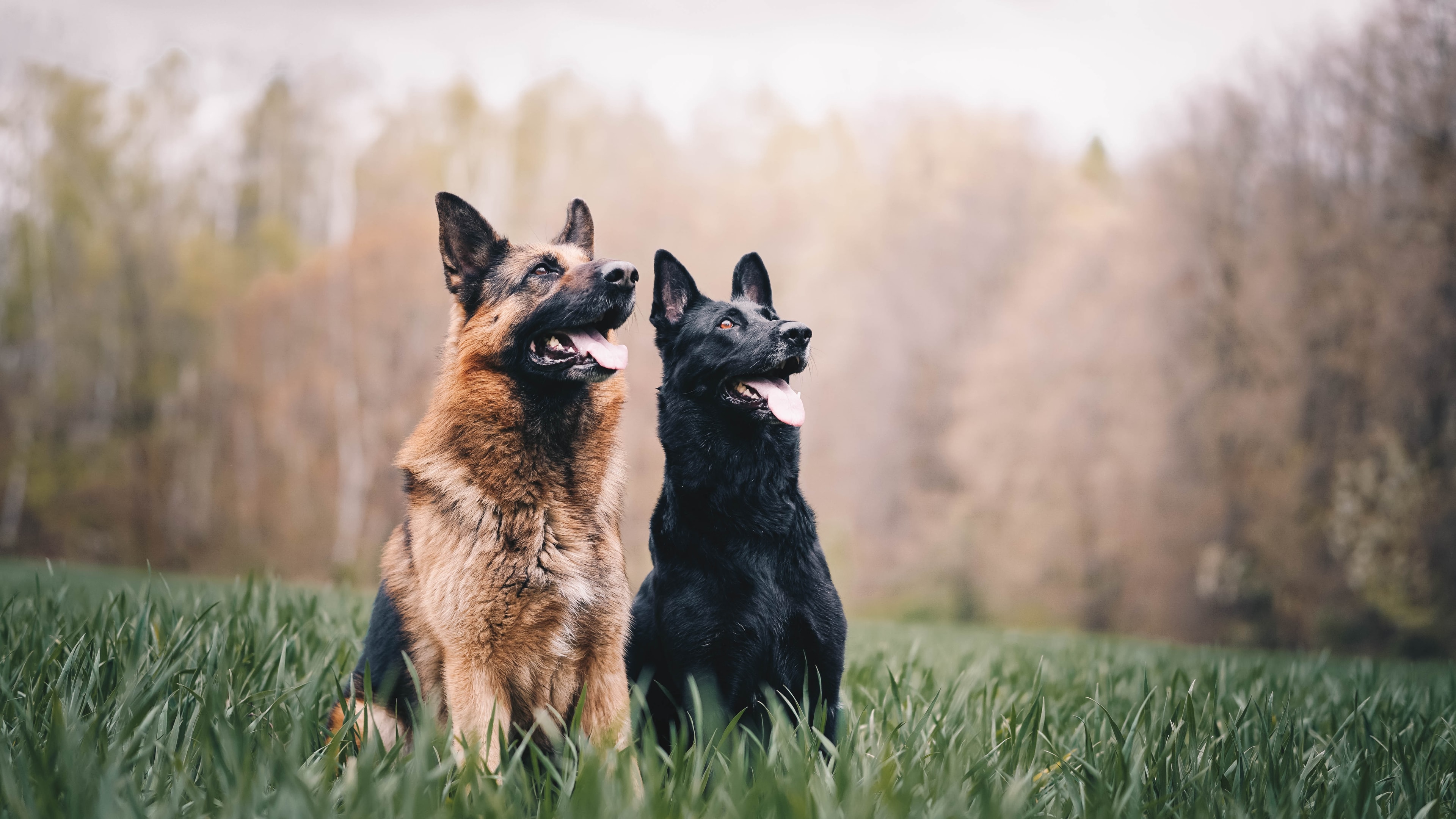 Everything you need to know about German Shepherds. Napo Pet Insurance