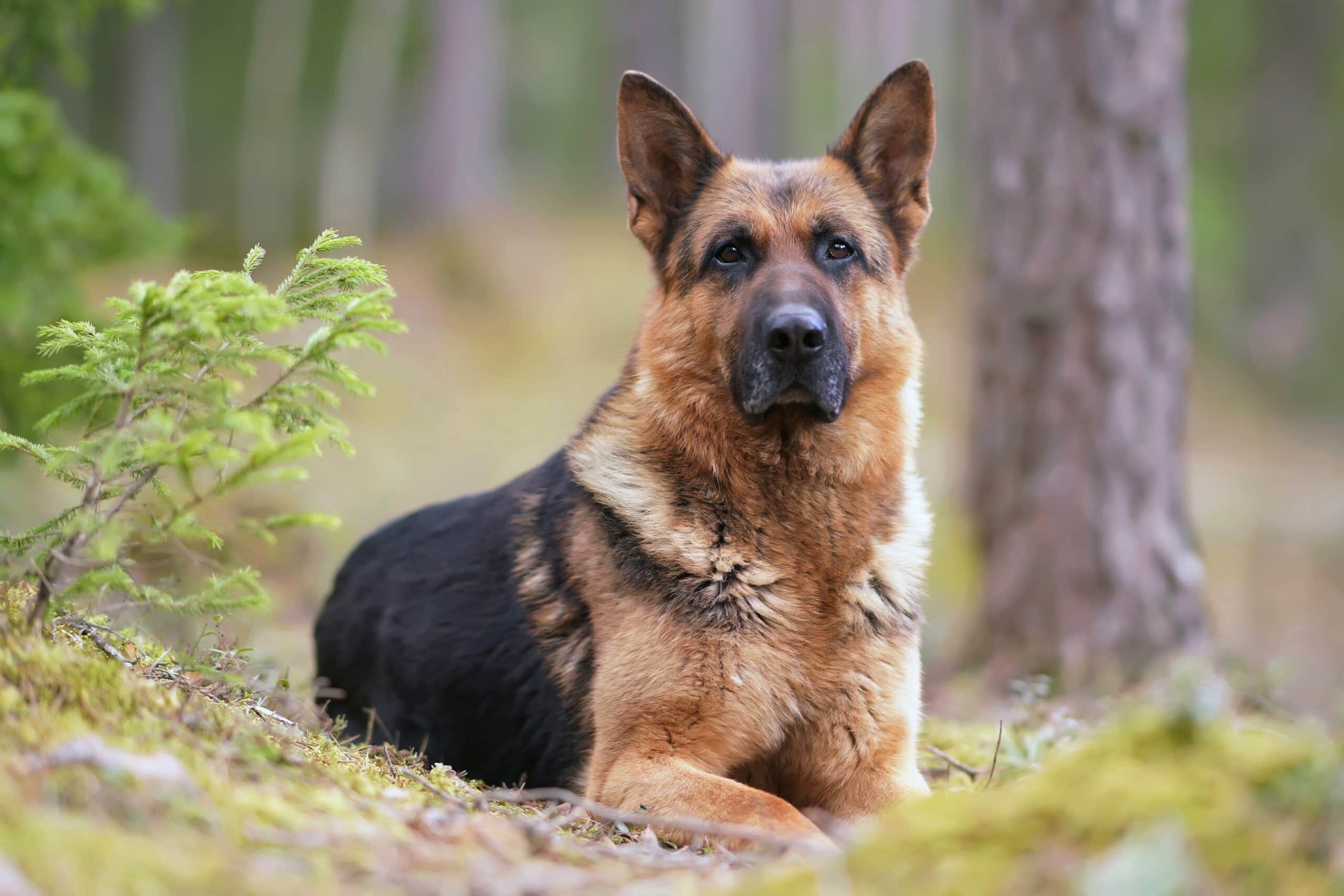 German Shepherd Dog Breed Info: Picture, Puppies, Traits & Facts. Hepper Pet Resources