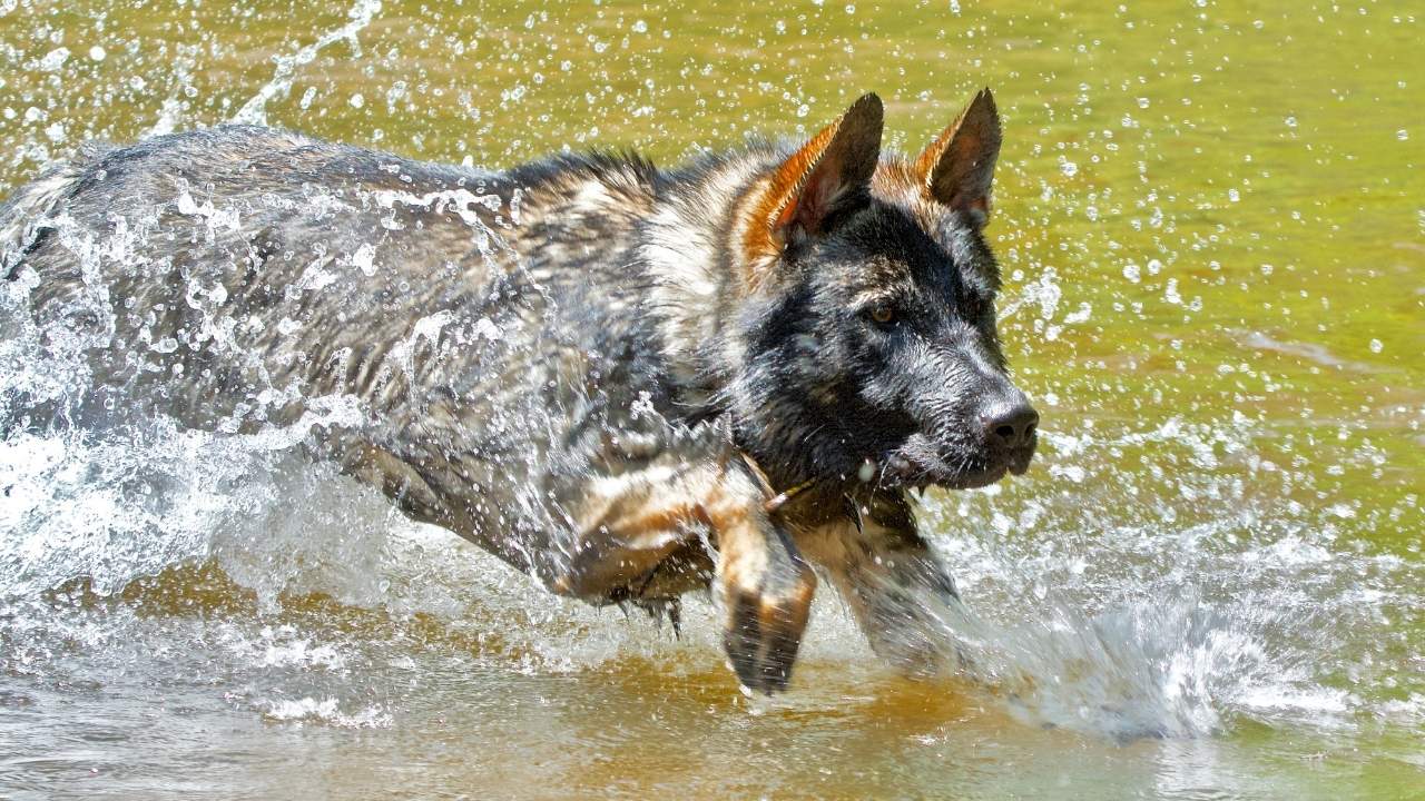 Different Types of German Shepherds. Full List Photos