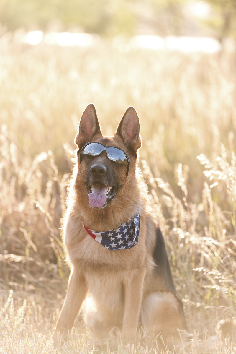Happy Tails: Gunner the German Shepherd Dog Tag