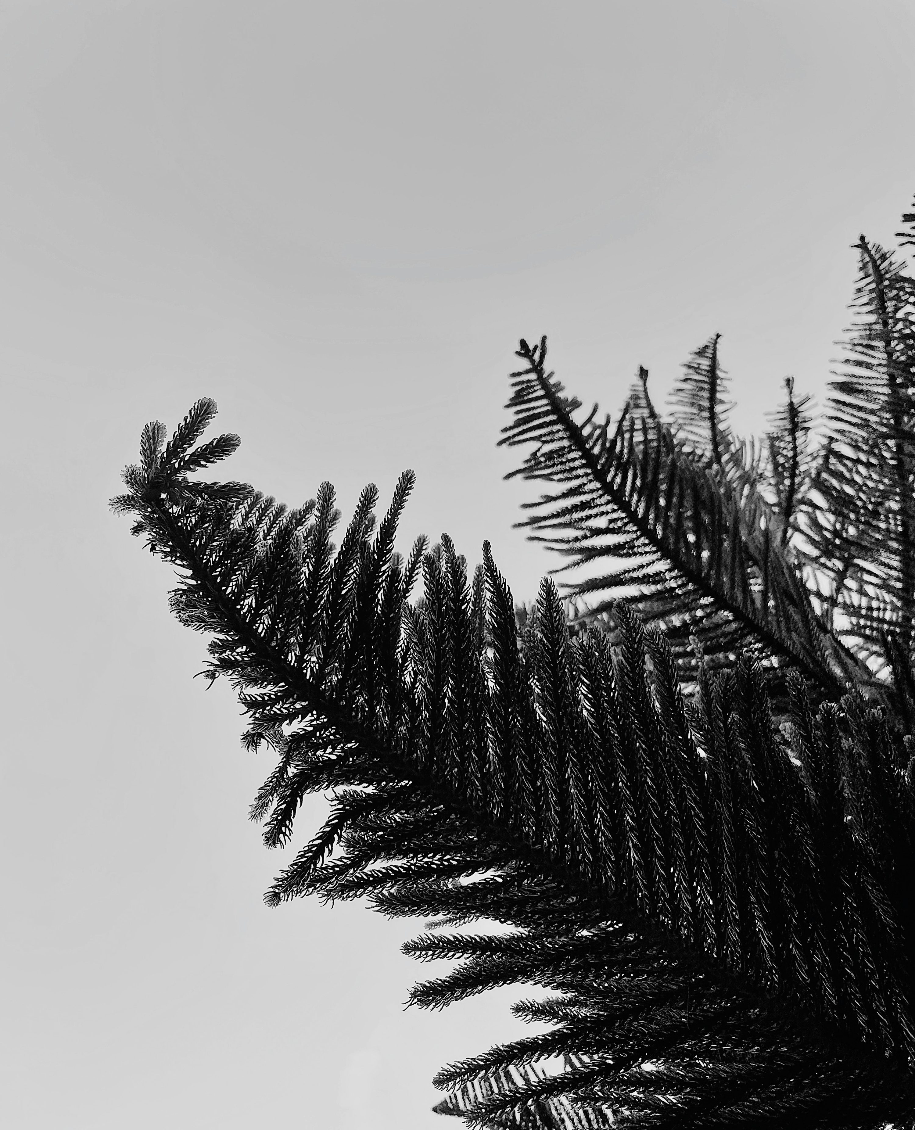 Black And White iPhone Picture. Download Free Image