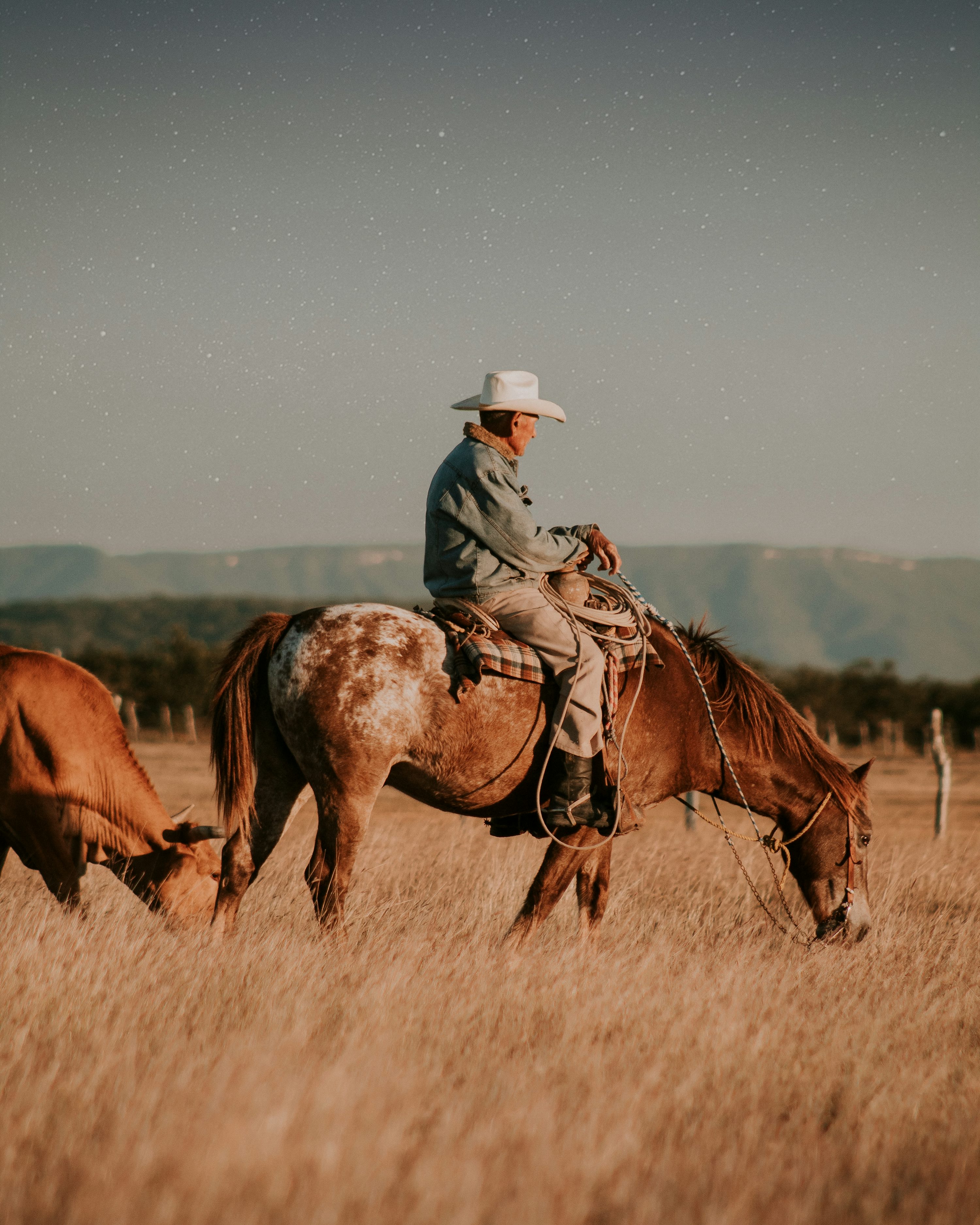 Cowboy On Horse Picture. Download Free Image