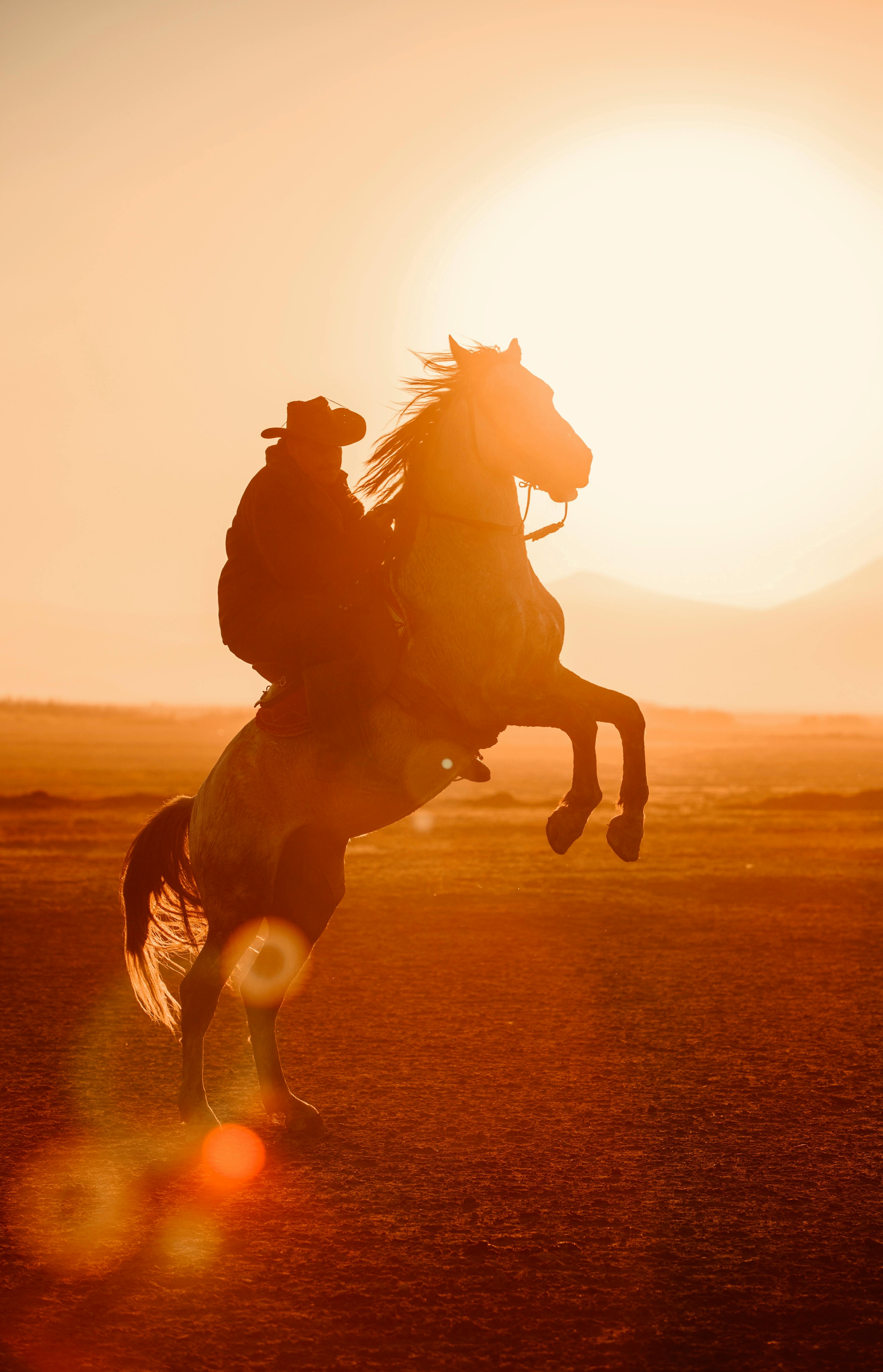 Cowboy Rearing on Horse at Sunset · Free