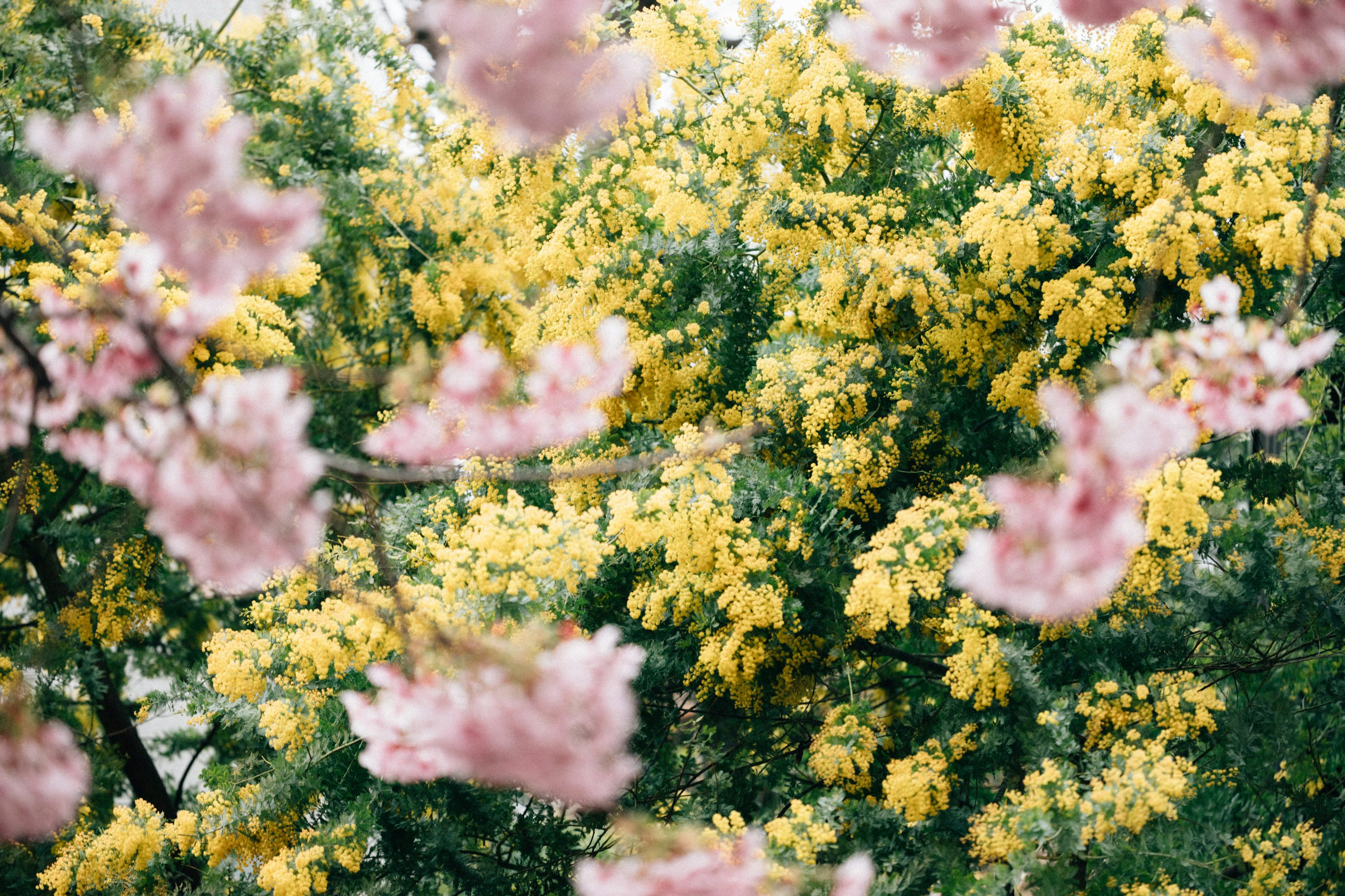 A bunch of yellow and pink flowers on a tree photo