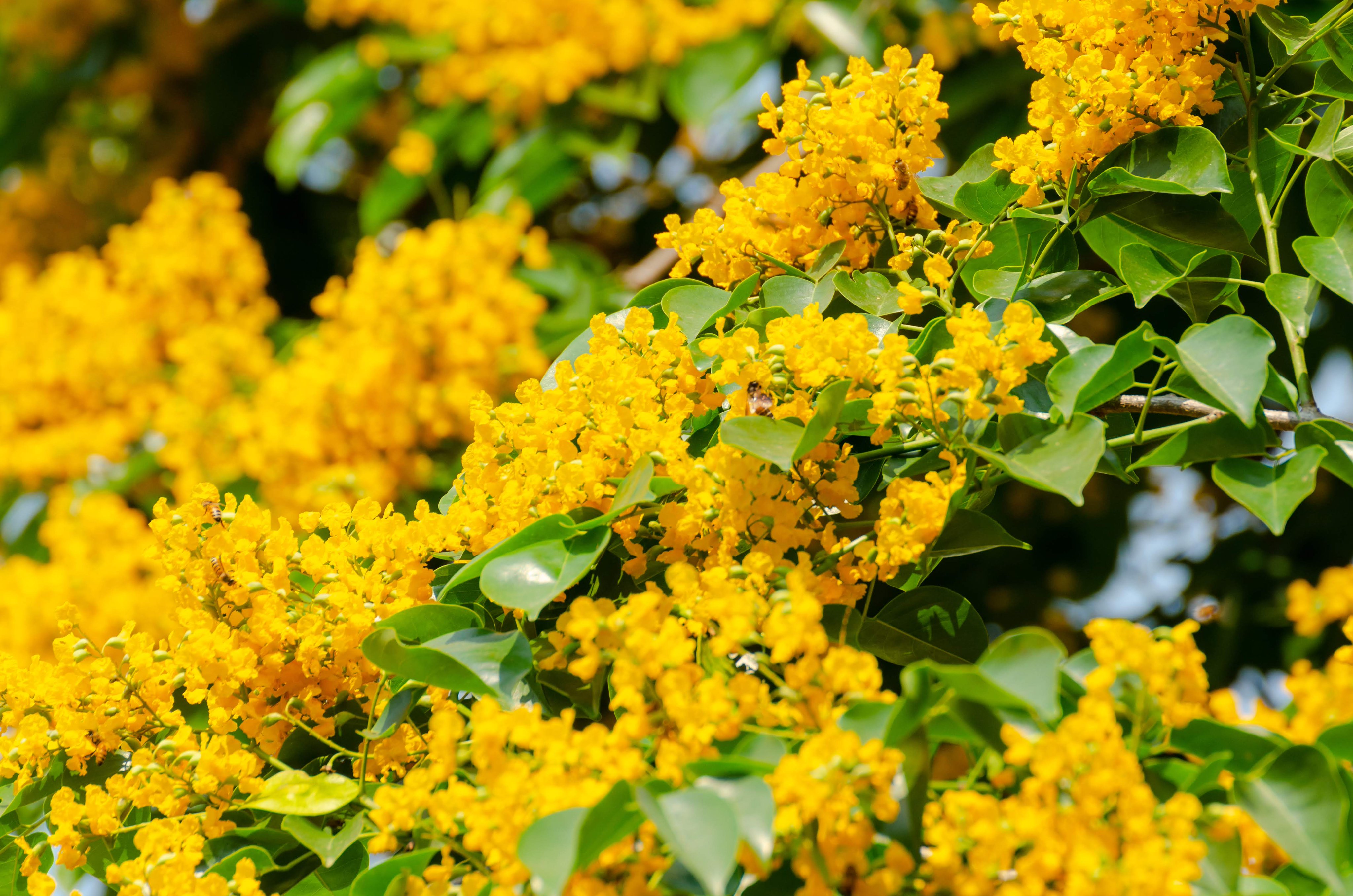 Visit Myanmar Flower .you can say it is Myanmar National Flower