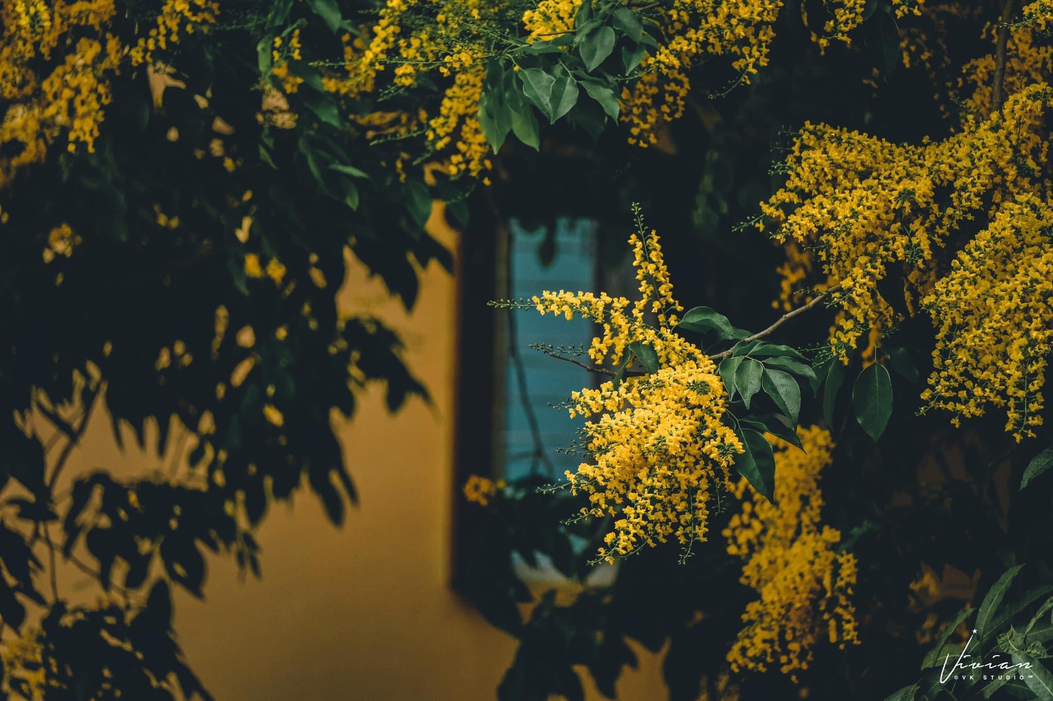 Shoon Naing's Padauk flowers. Photo
