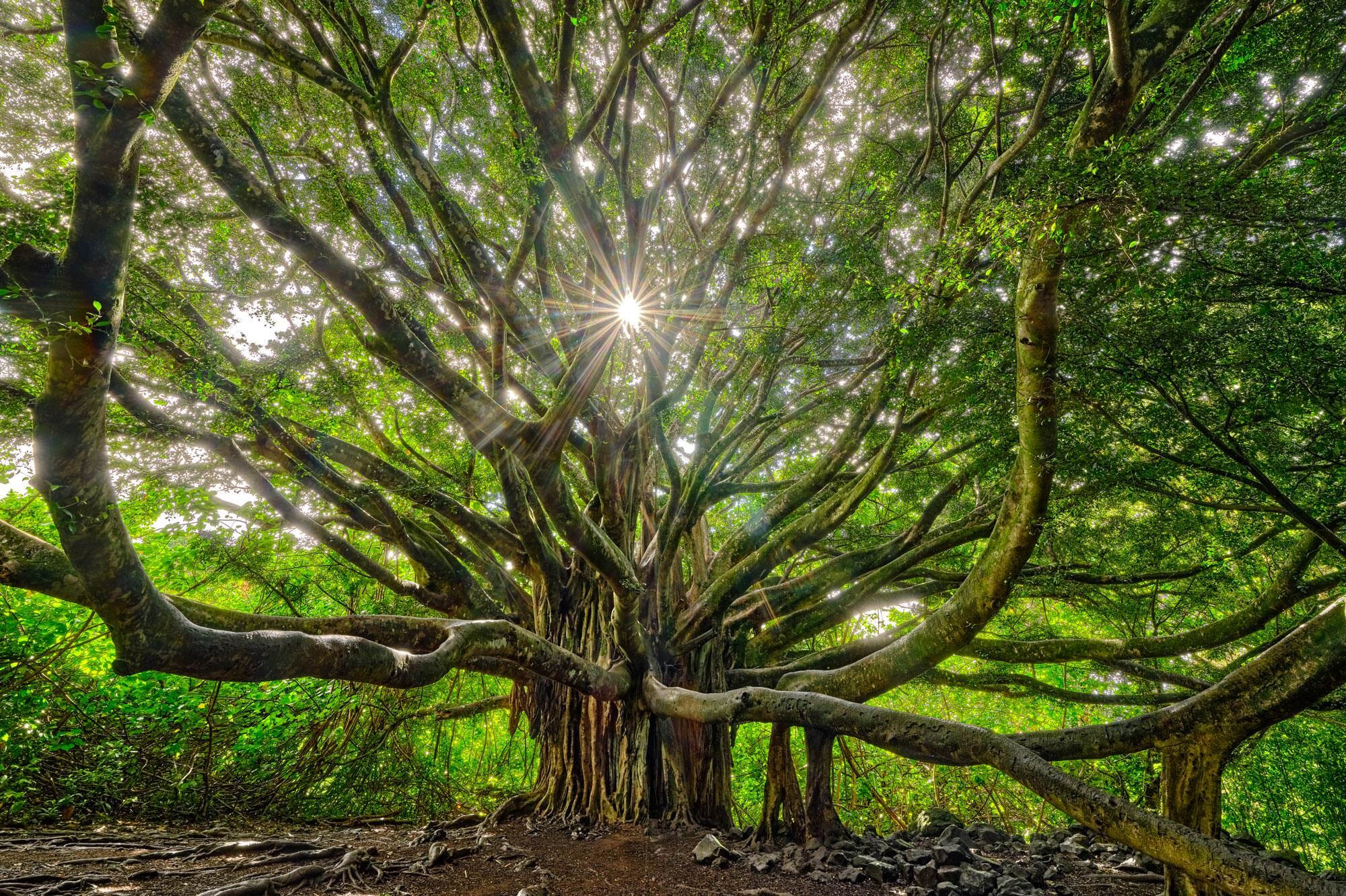 Sustainable Photo Tourism And Ecotourism In Hawaii