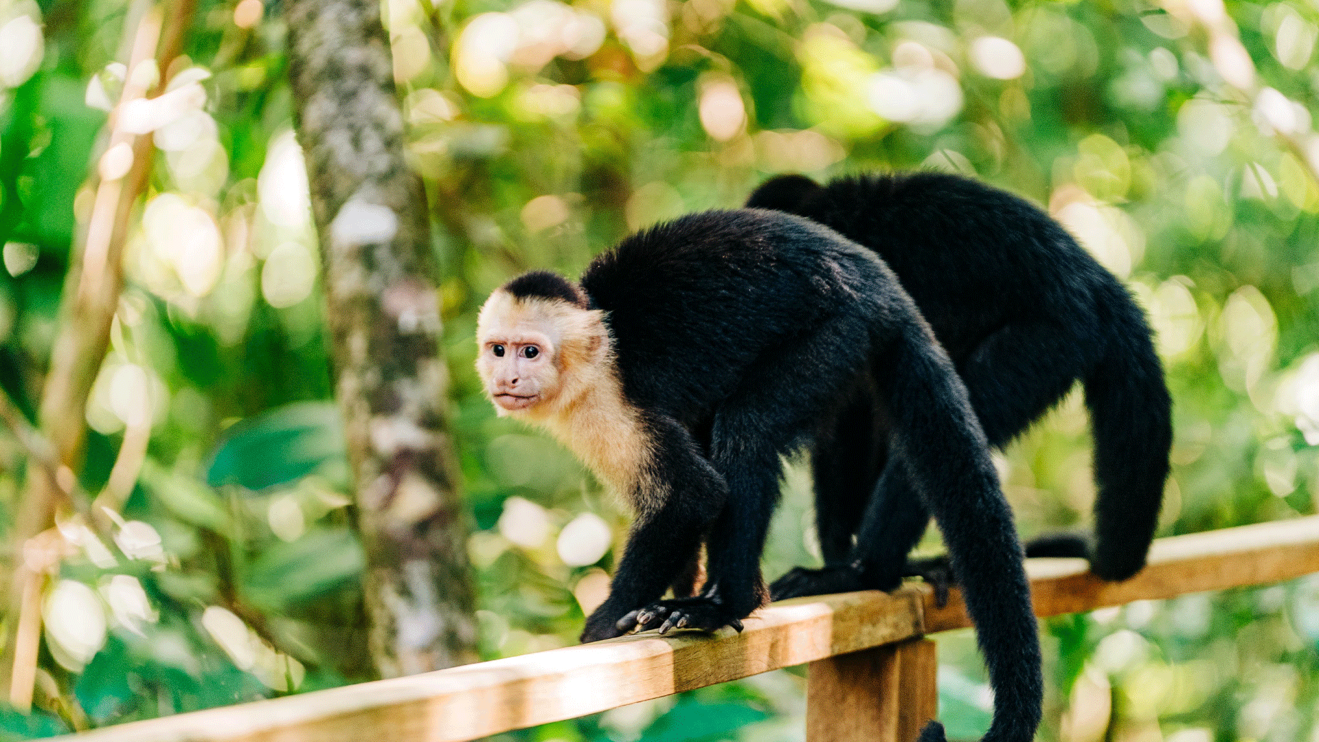 Manuel Antonio National Park Travel Guide: Everything You Need to Know Before You Go. Chris & Sara