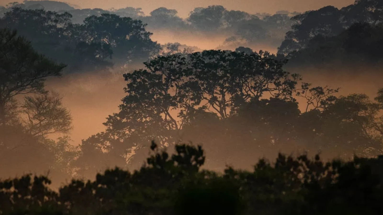 Amazon Jungle Tours from Lima