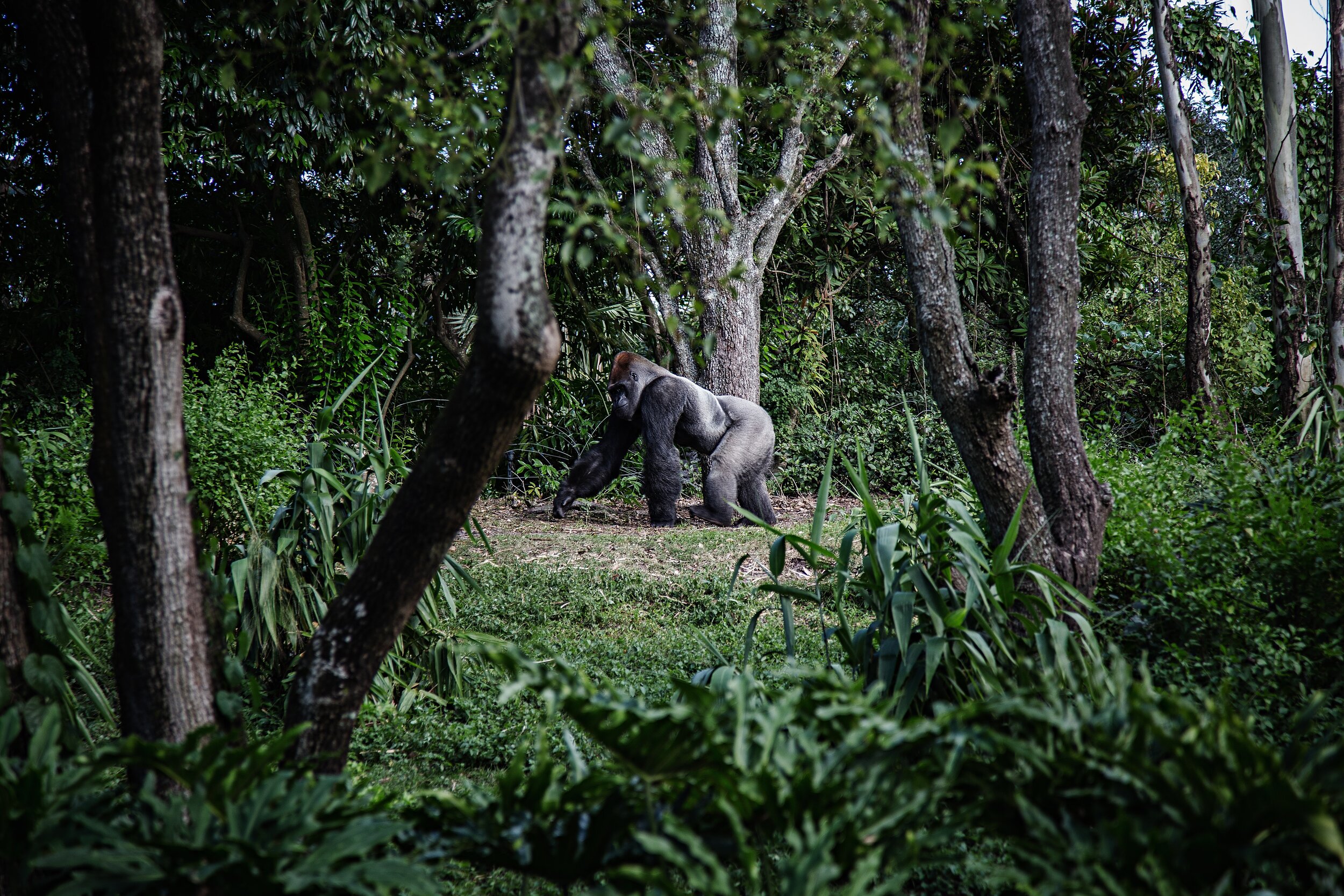 BornWild Travel Adventures. CLASSIC SAFARI GUIDE us help plan your next trip