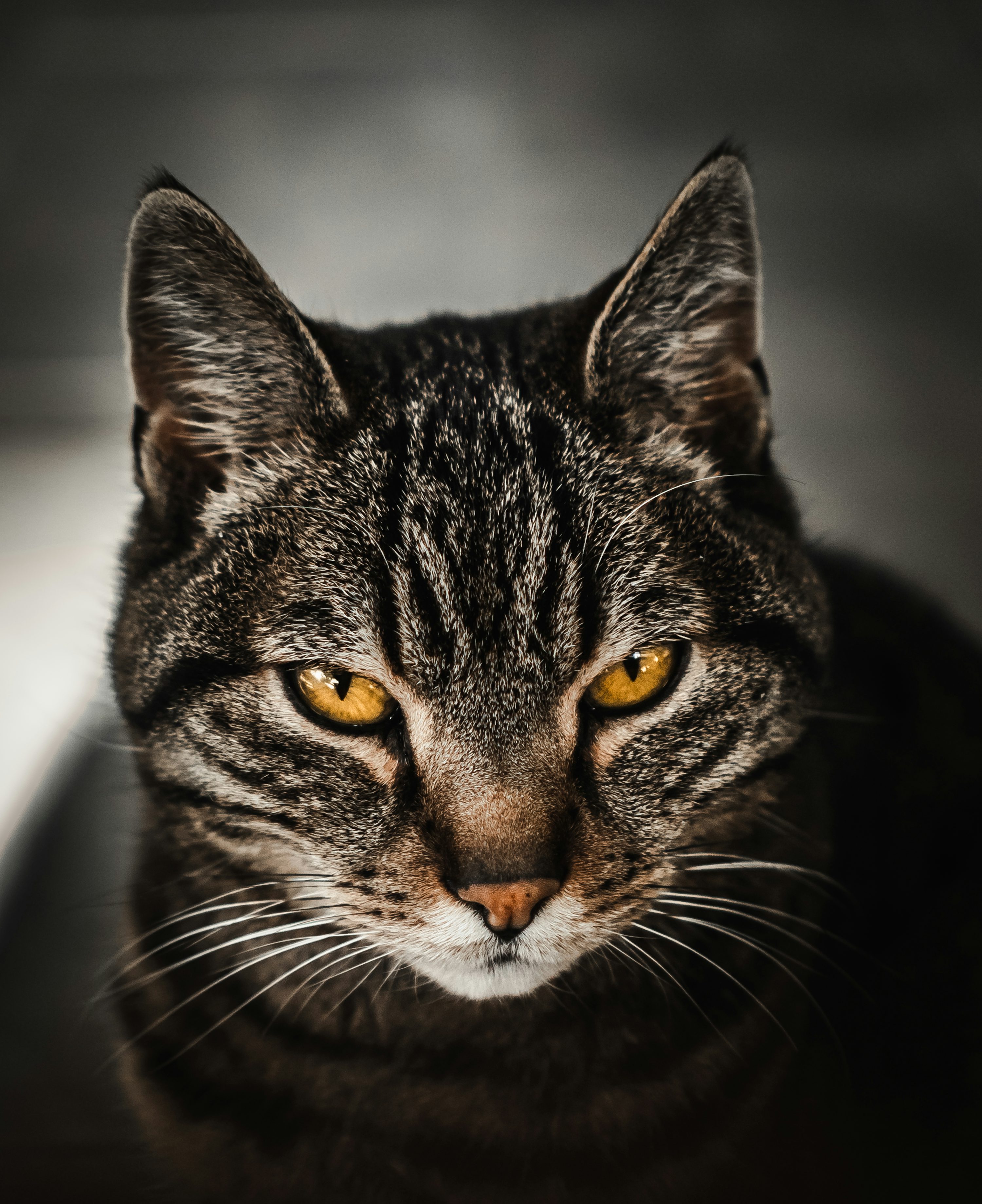 Male Cat Picture. Download Free Image
