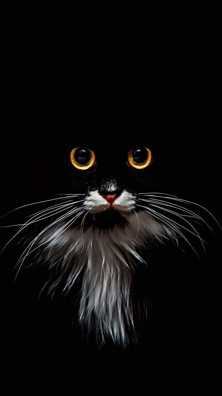 Black and White Cat Wallpaper for Lockscreen