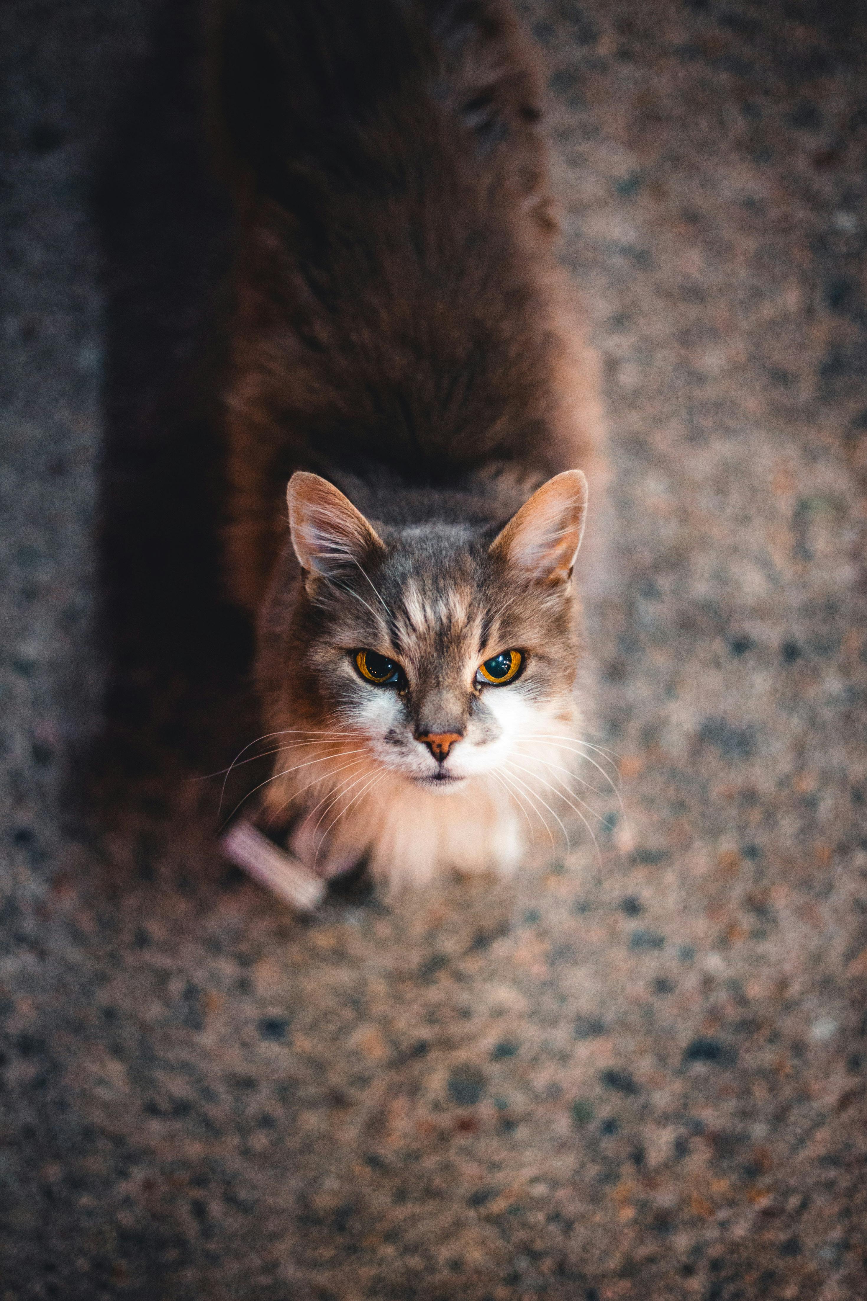 High Angle Shot of a Cute Brown Cat · Free