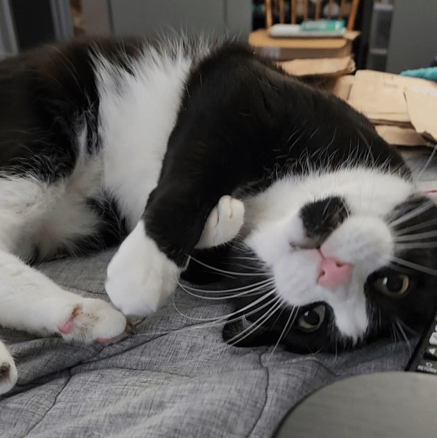 Show me your silly cat photo!