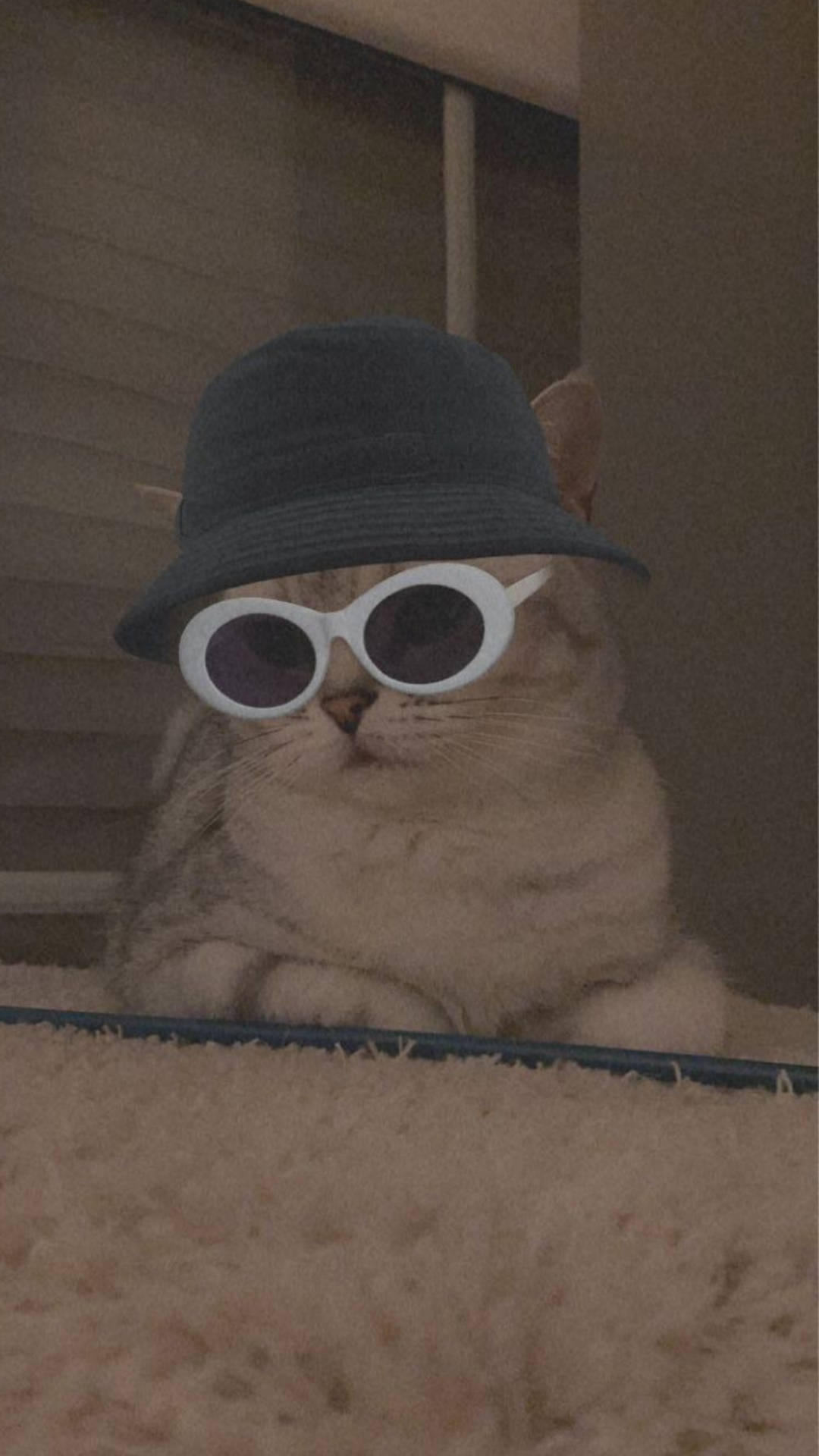 Download Cute Cat Aesthetic With Bucket Hat And Sunglasses Wallpaper