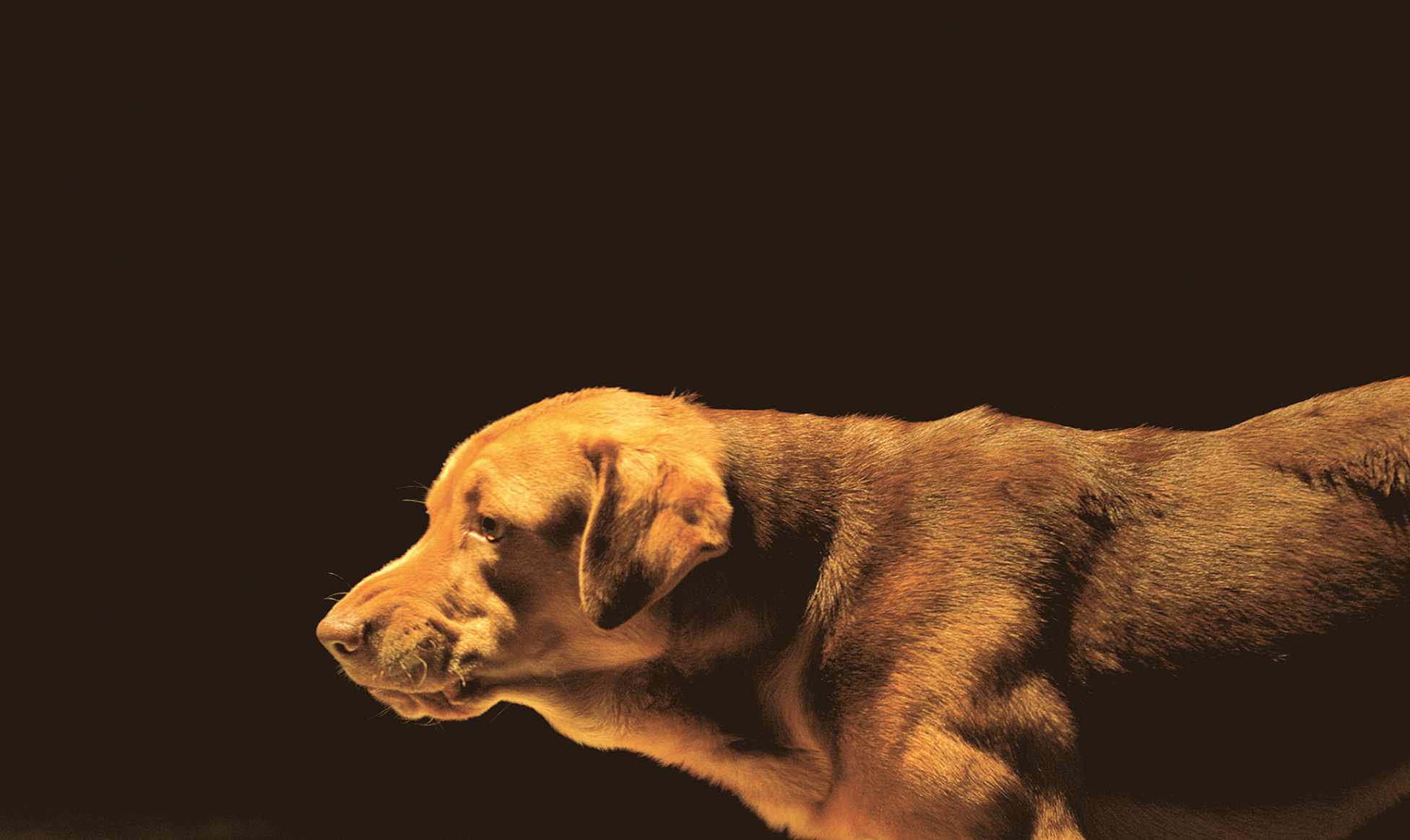 Arizona Dogs Star In Hungarian Film 'White God'