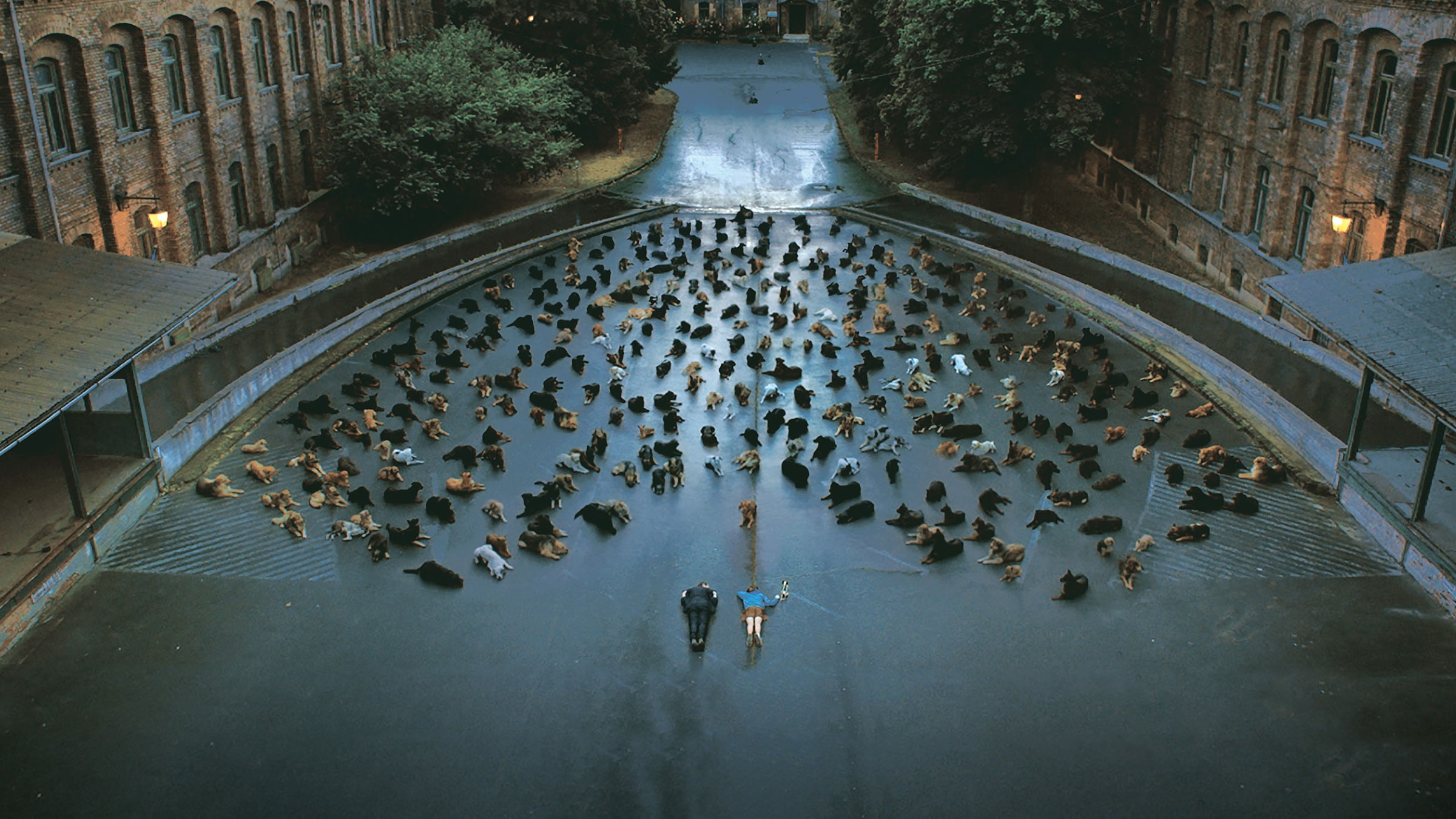 Pera Museum. White God / Fehér isten