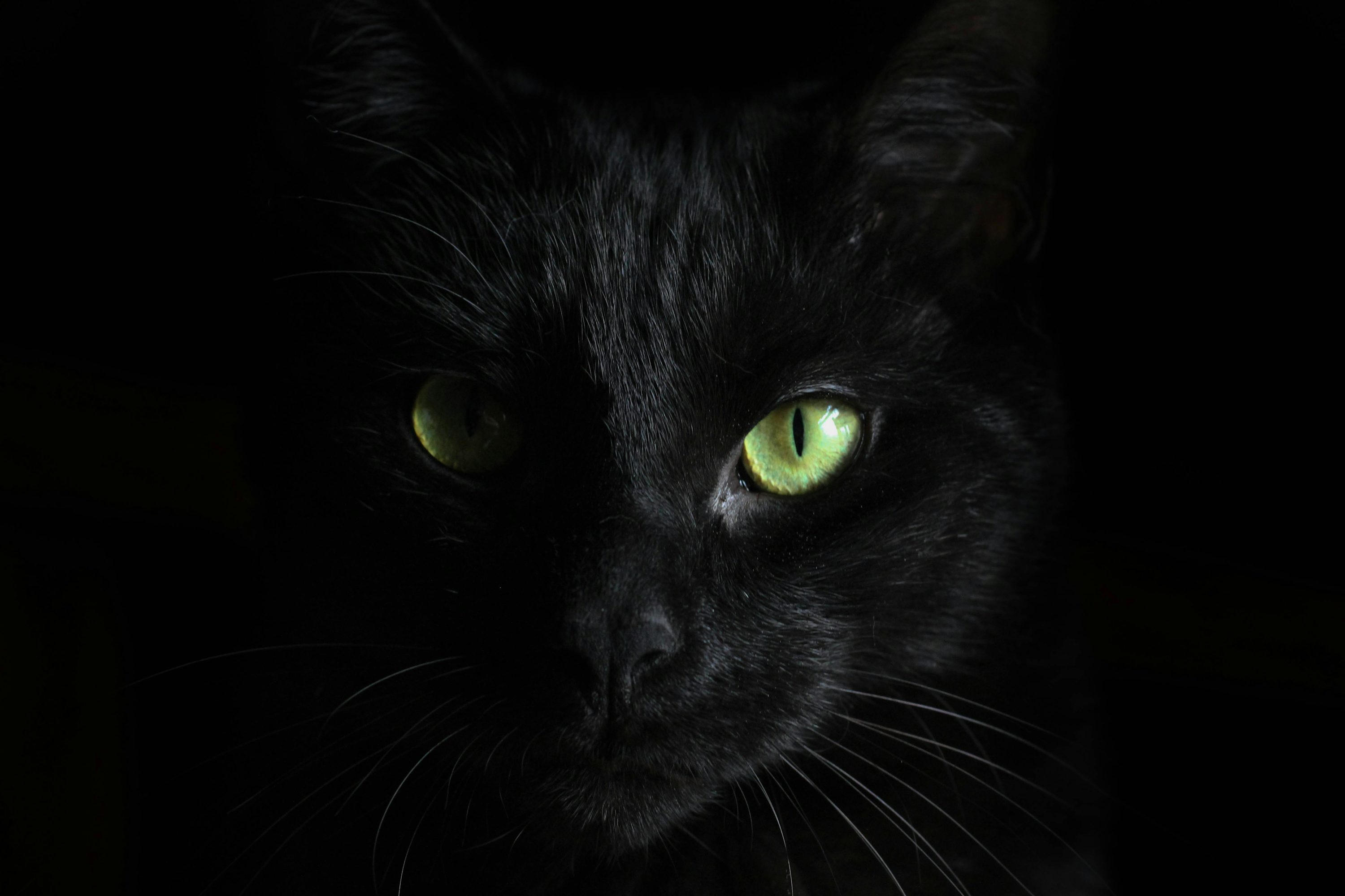 Black Cat Picture. Download Free Image