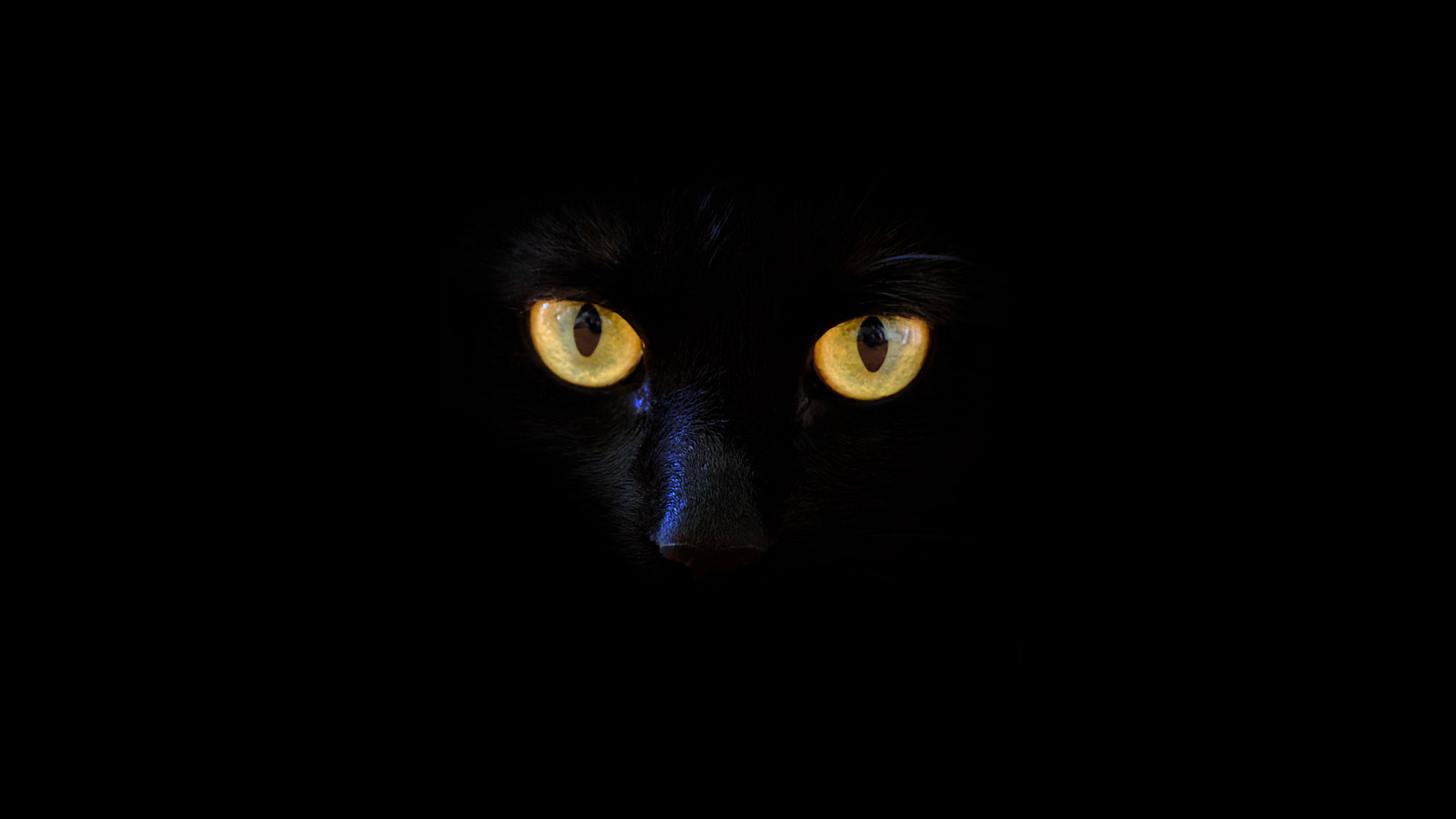 Download wallpaper 3840x2160 cat, black cat, eyes, dark 4k uhd 16:9 HD background