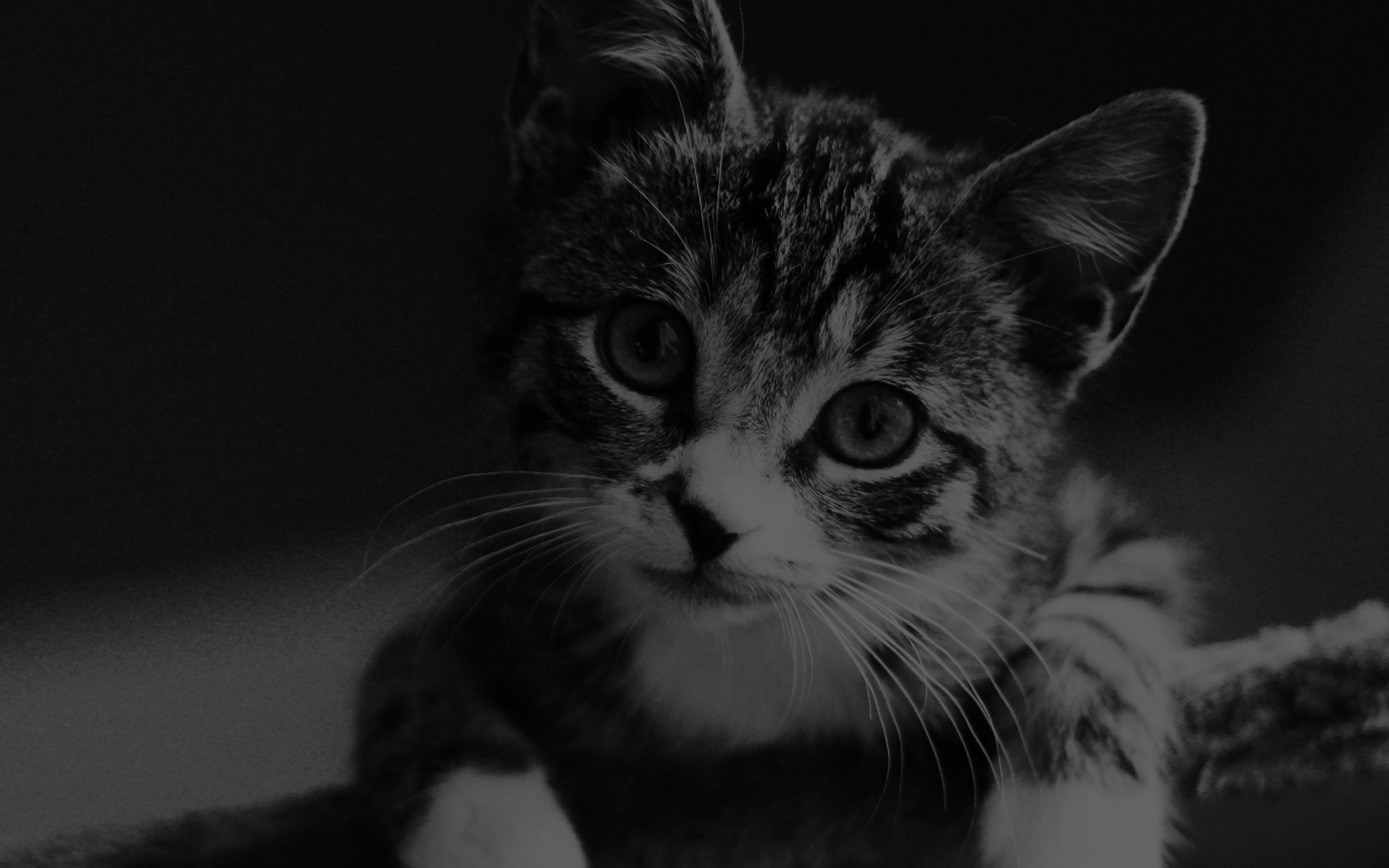 wallpaper for desktop, laptop. cute cat look dark bw animal love nature