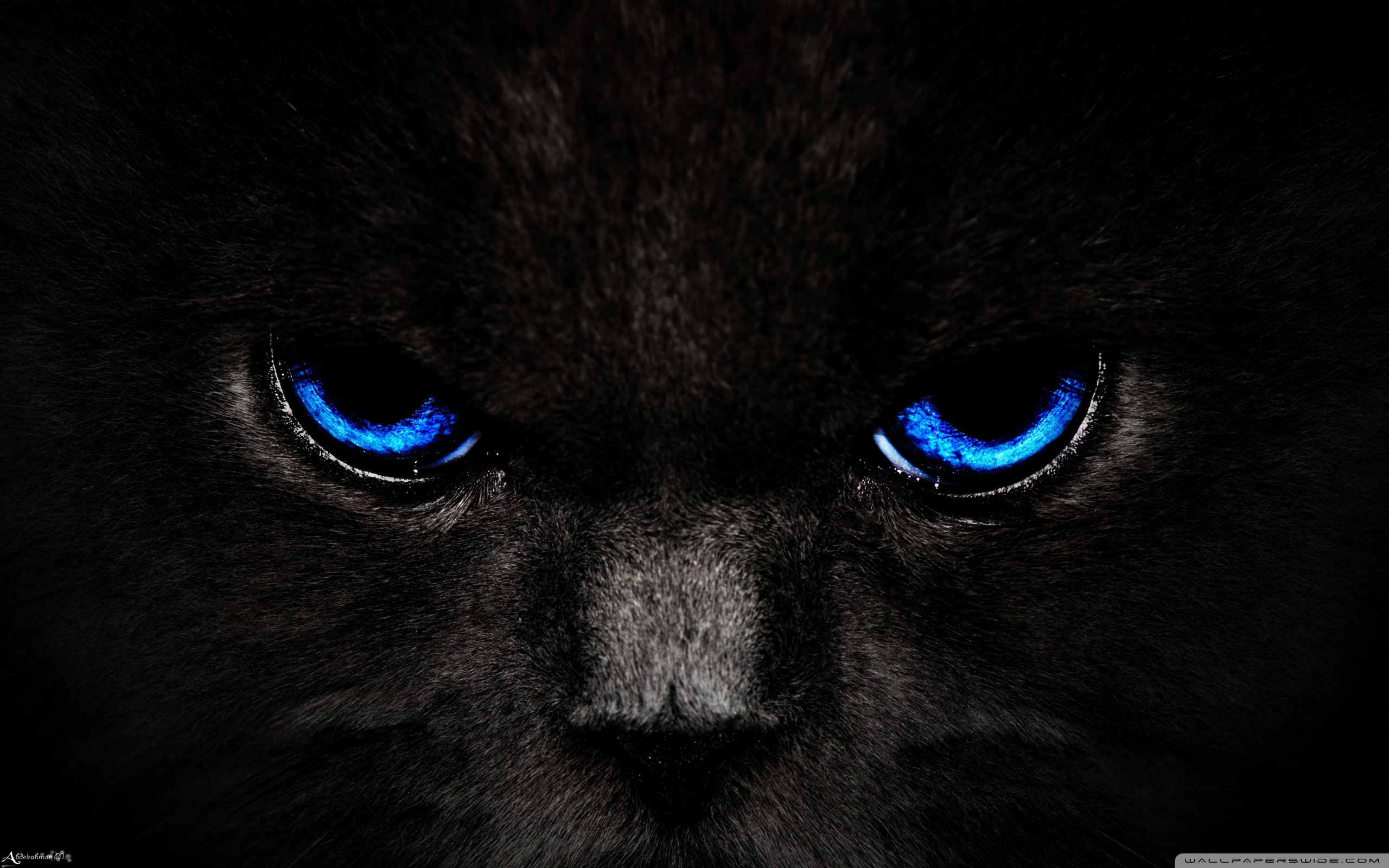 Black Cat, Blue Eyes 4K UHD Wallpaper for UltraHD Desktop and TV, Smartphone and Tablet Devices