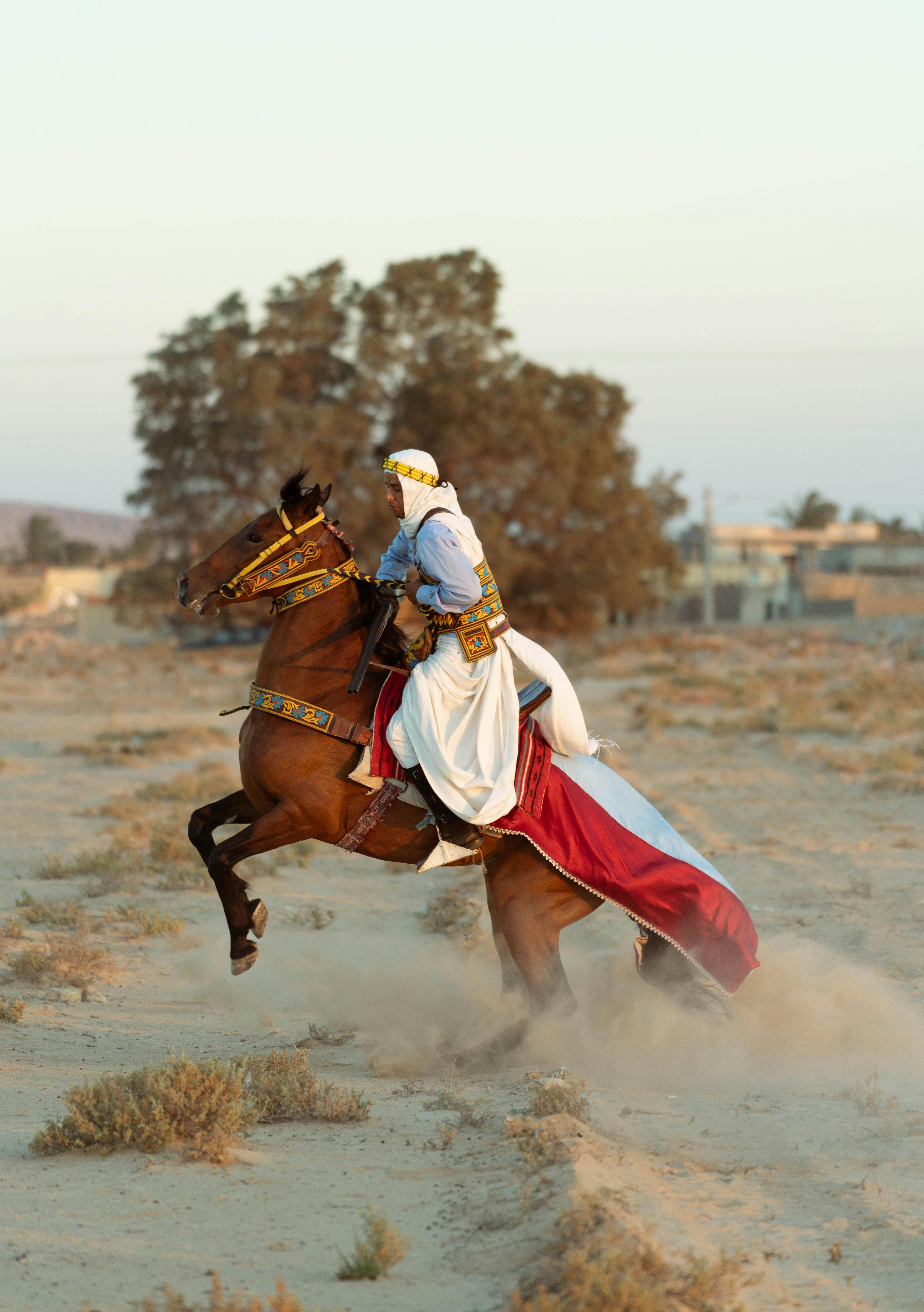 Arabian Horse Photo, Download The BEST Free Arabian Horse & HD Image