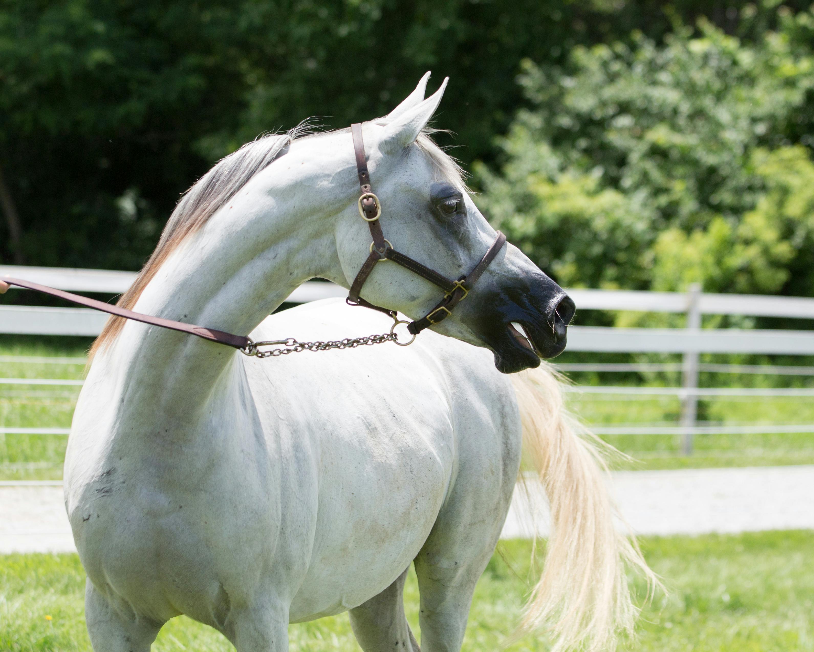 Arabian Horse Photo, Download The BEST Free Arabian Horse & HD Image