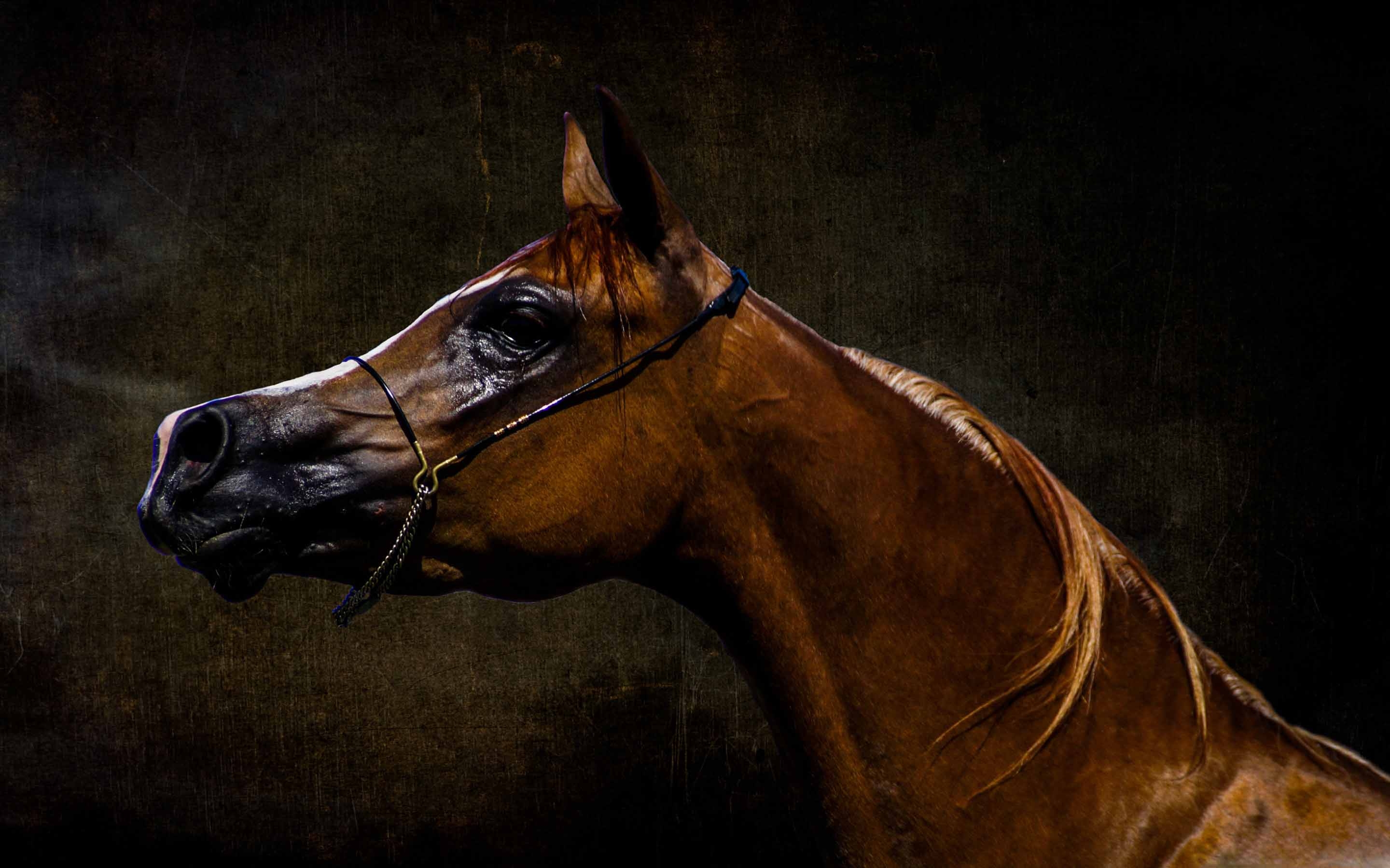 Arabian Horse MacBook Air Wallpaper Download