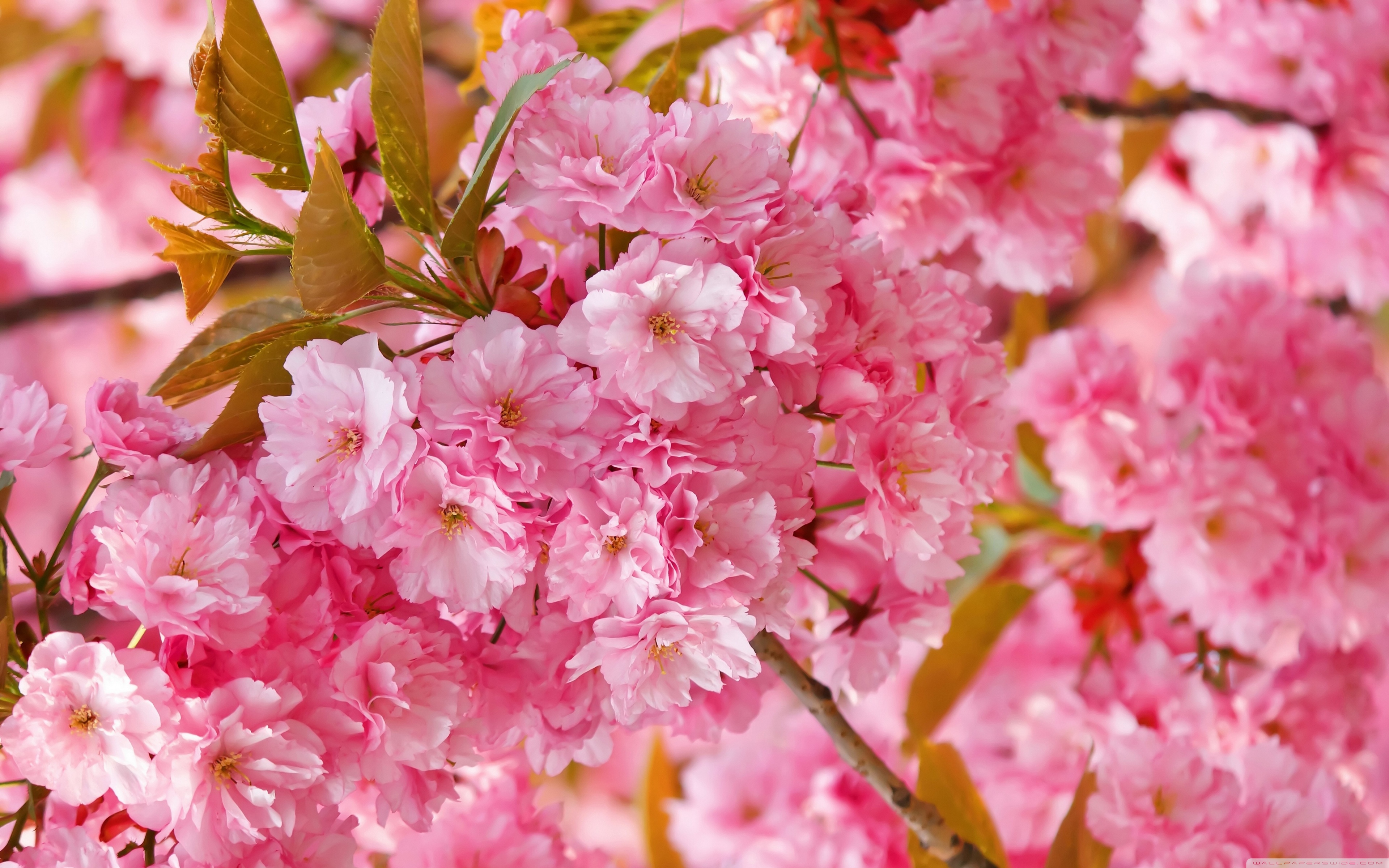 Beautiful Pink Japanese Sakura Tree 4K UHD Wallpaper for UltraHD Desktop and TV, Widescreen and UltraWide Display, Dual Monitor, Smartphone and Tablet Devices