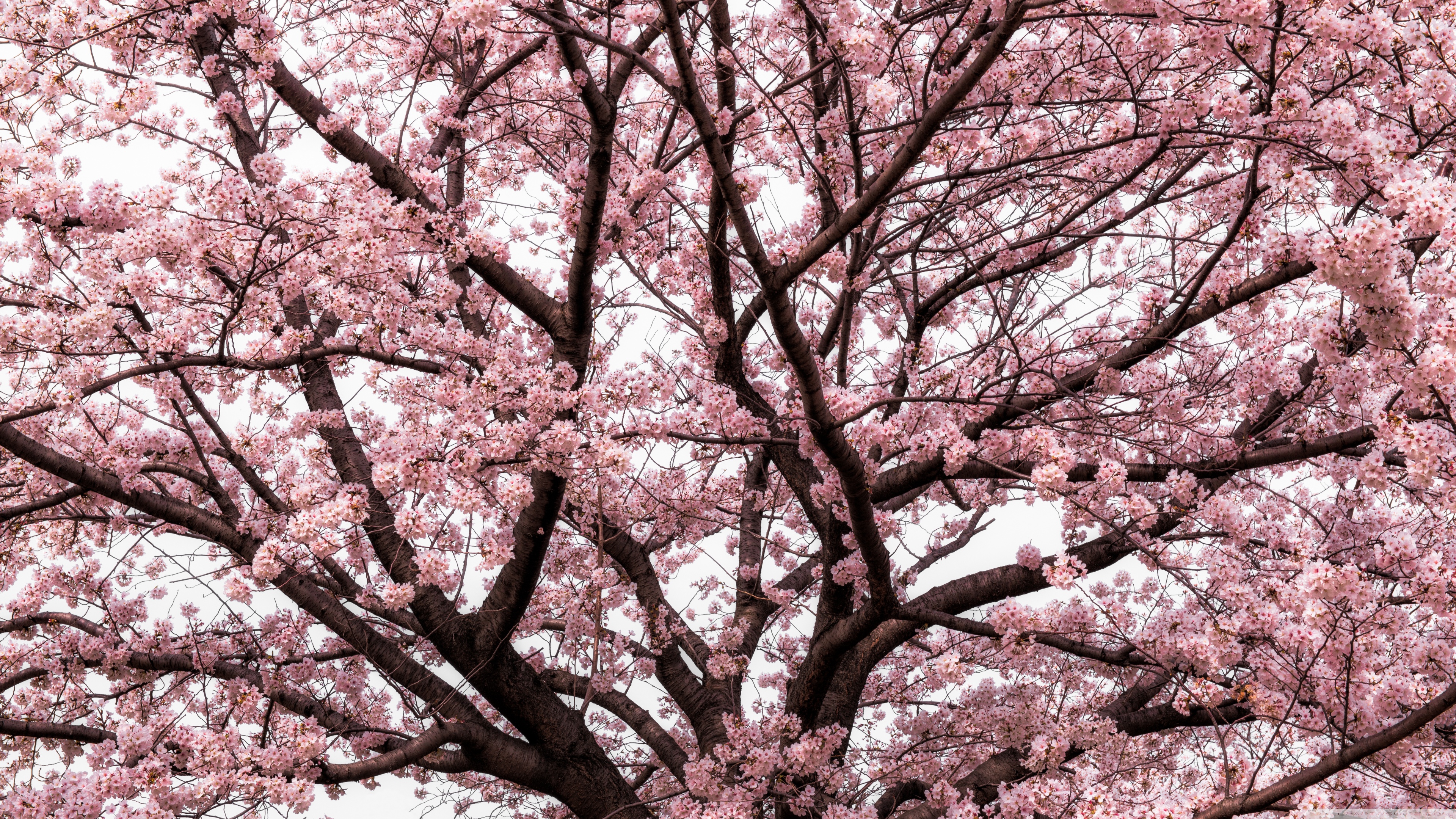 Soft Pink Japanese Cherry Tree Blossom 4K UHD Wallpaper for UltraHD Desktop and TV, Widescreen and UltraWide Display, Dual Monitor, Smartphone and Tablet Devices