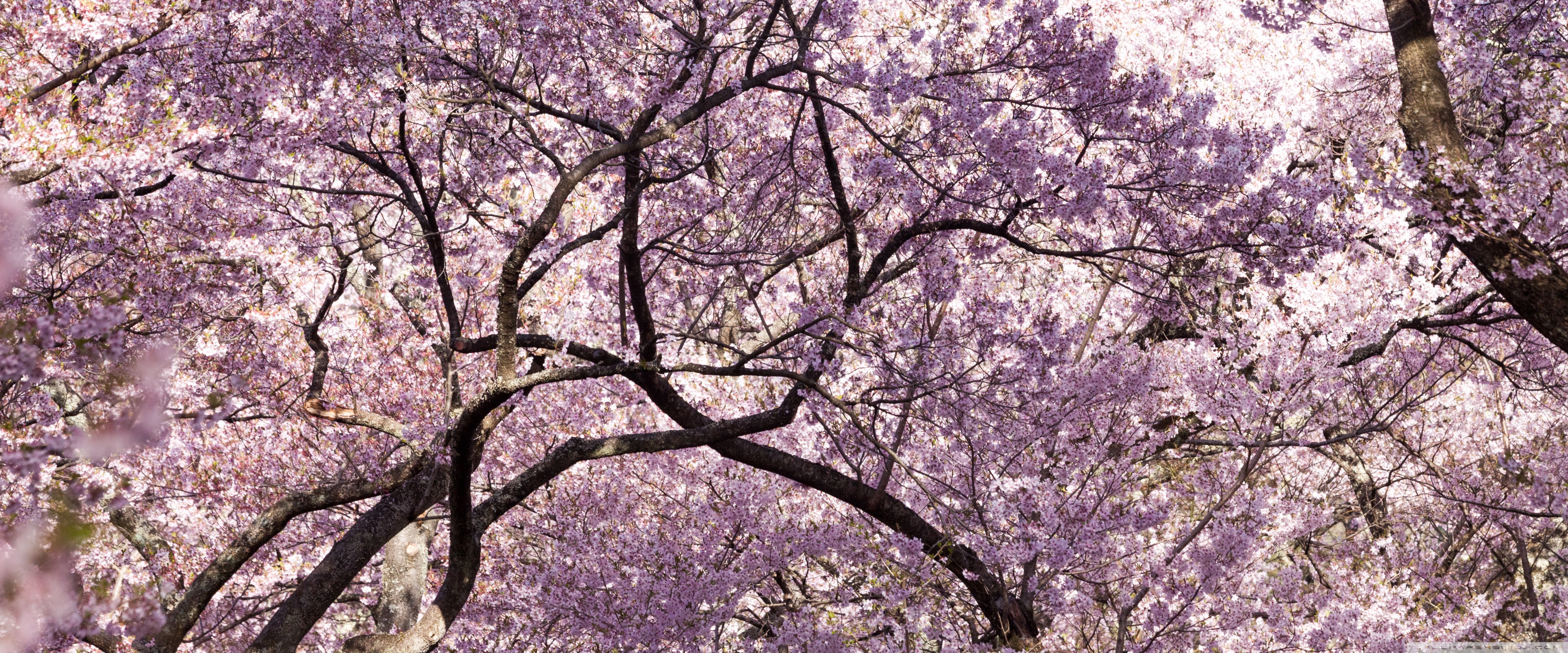 Pink Cherry Blossom Tree Japan 4K UHD Wallpaper for UltraHD Desktop and TV, Widescreen and UltraWide Display, Dual and Triple Monitor, Smartphone and Tablet Devices