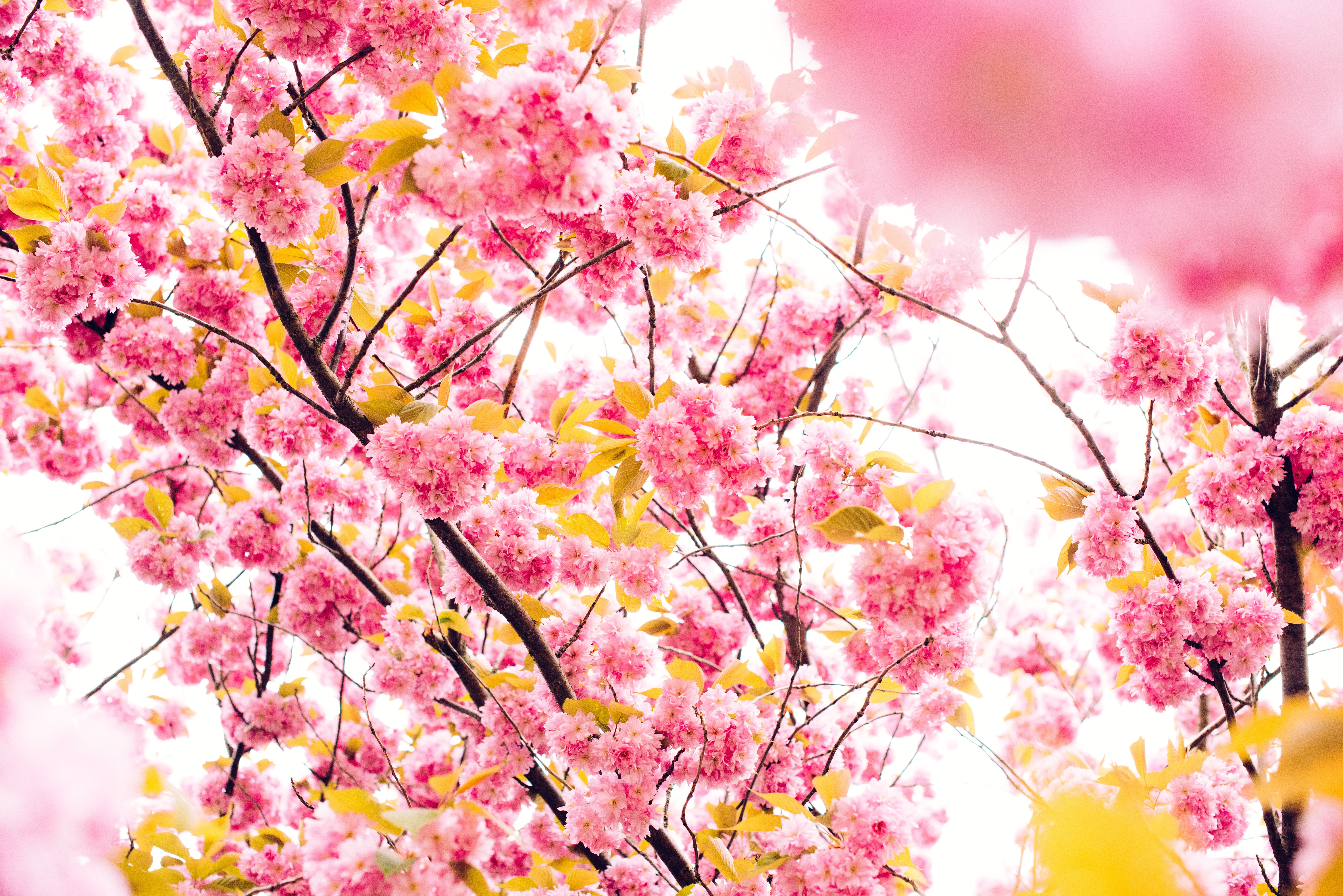 Download Cherry Blossom Pink Flower Flower Branch Nature Blossom 4k Ultra HD Wallpaper