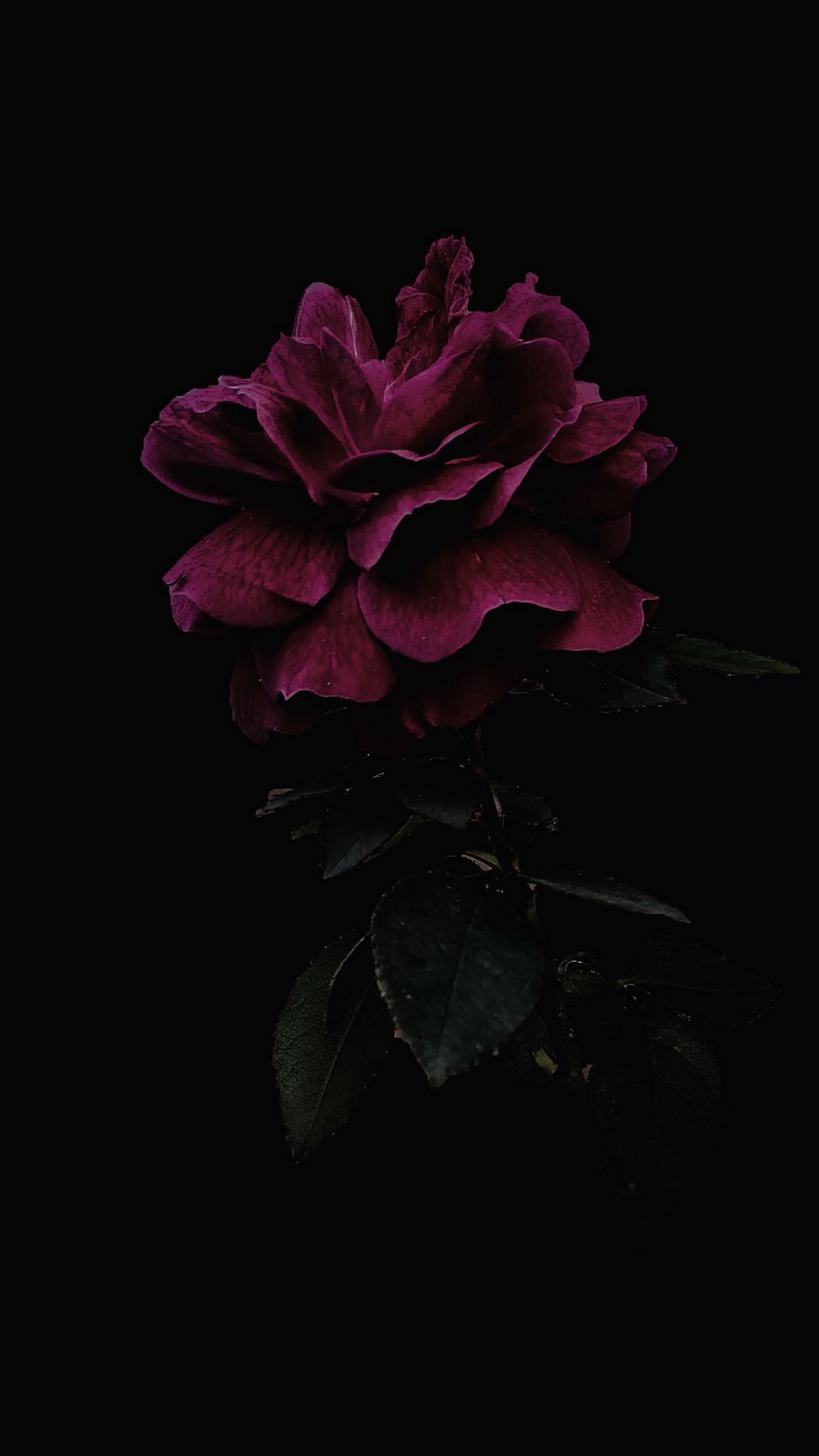 Download Wallpaper 938x1668 Rose, Flower, Pink, Dark Iphone 8 7 6s 6 For Parallax HD Background