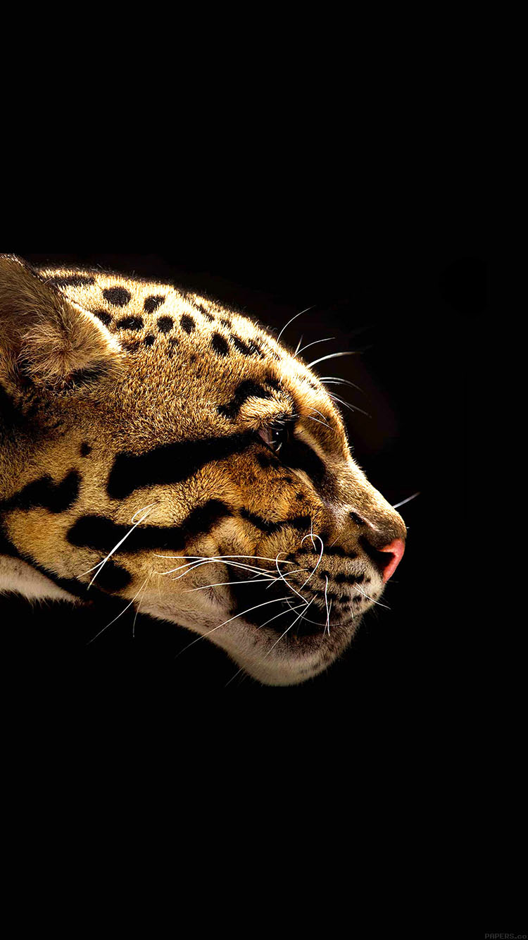 Wallpaper Wild Cat B Animal