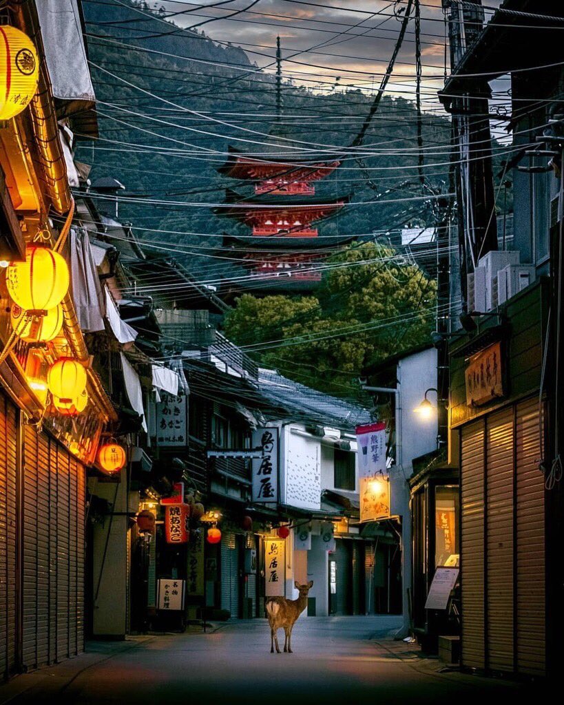Visit Japan World Heritage site, Itsukushima (aka Miyajima) is famous for its historic Itsukushima Shinto Shrine ⛩️ The isolated island remains fairly untouched, with rich nature and wild deer
