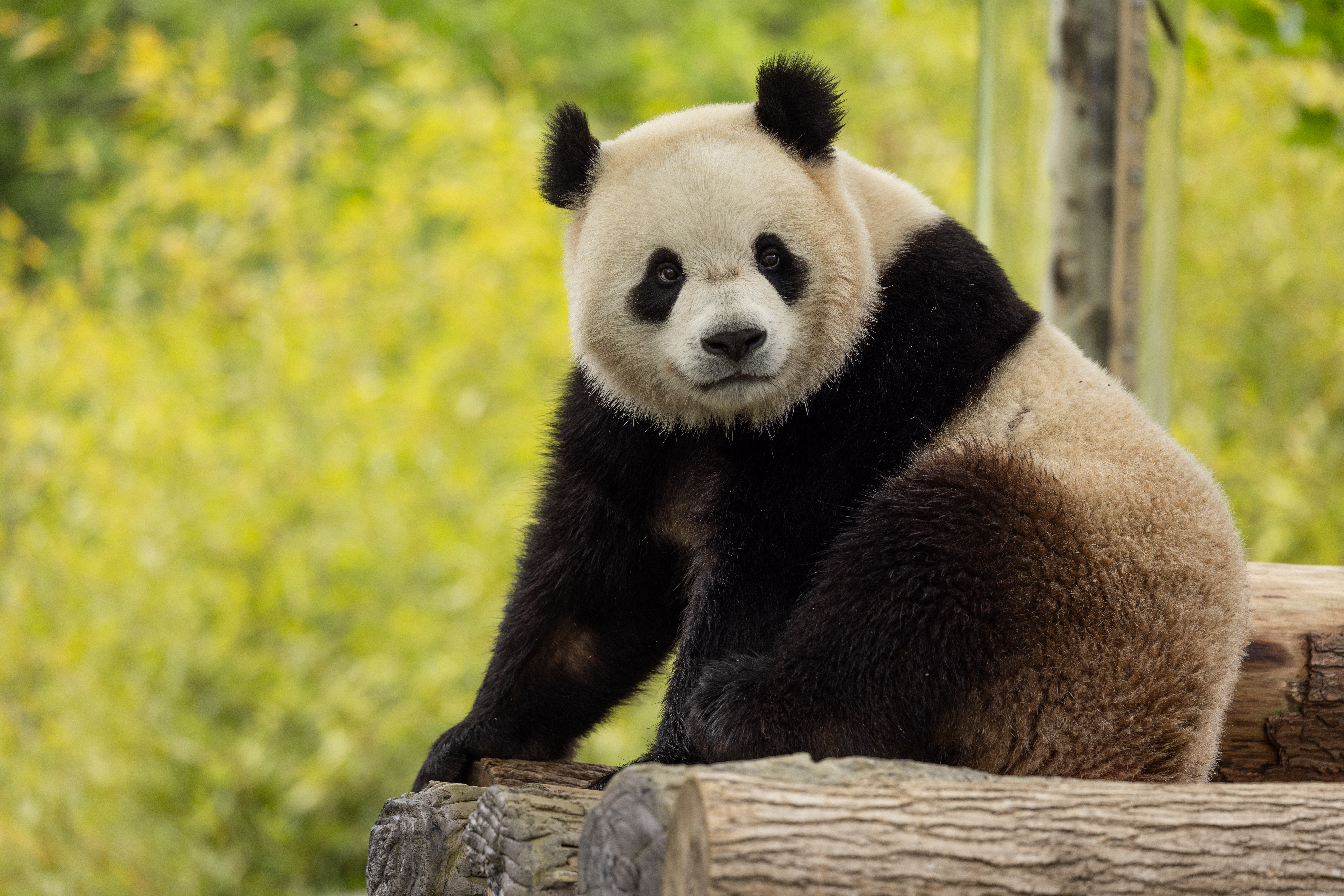 Two New Giant Pandas Coming to Smithsonian's National Zoo and Conservation Biology Institute From China by End of the Year. Smithsonian's National Zoo and Conservation Biology Institute
